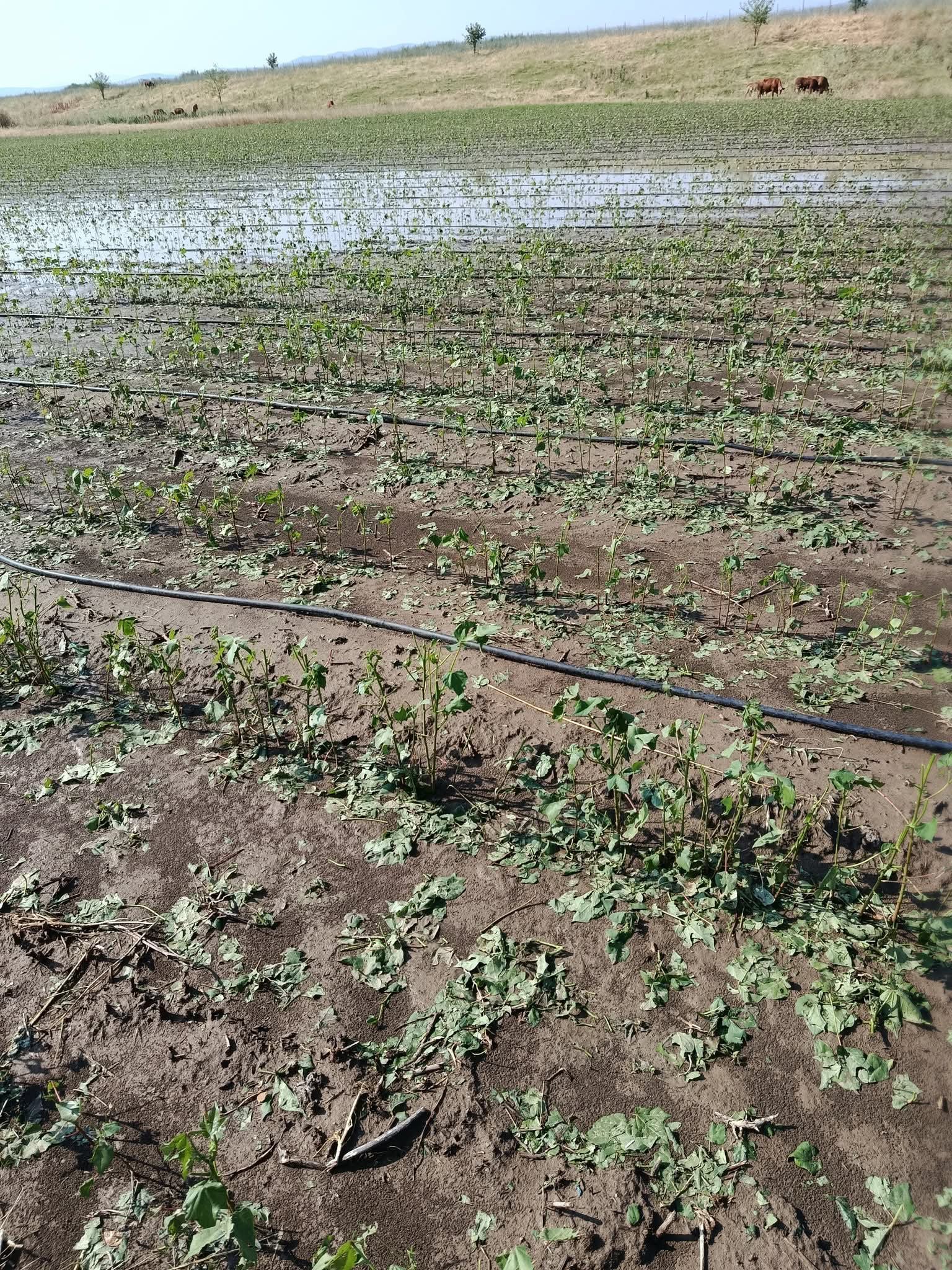 Κι όμως κερδισμένοι όσοι βαμβακοπαραγωγοί επλήγησαν χθες από χαλάζι...!