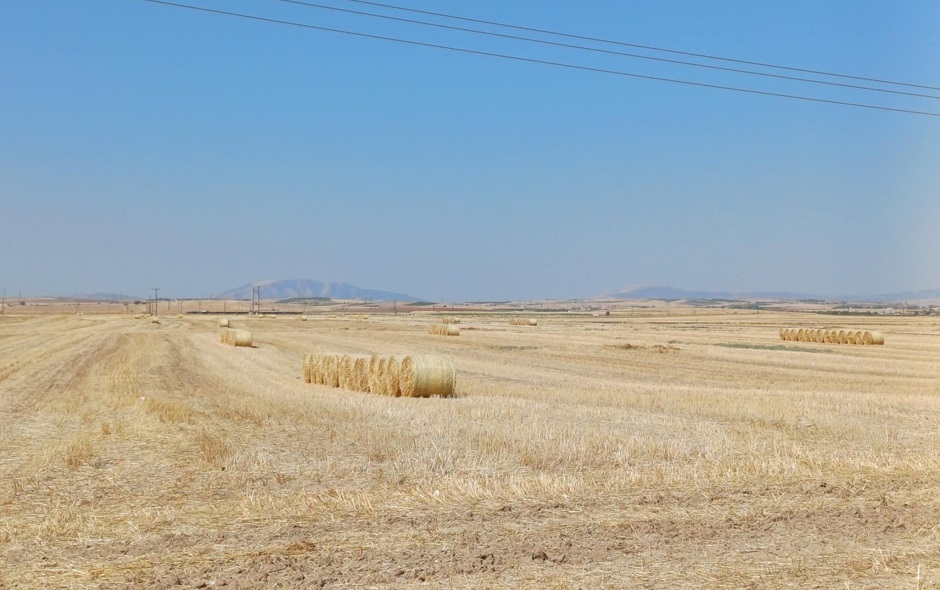 Πληγή τα αδιάθετα άχυρα στα χωράφια στον άξονα Νίκαιας - Φαρσάλων λόγω ευλογιάς (ΦΩΤΟ)