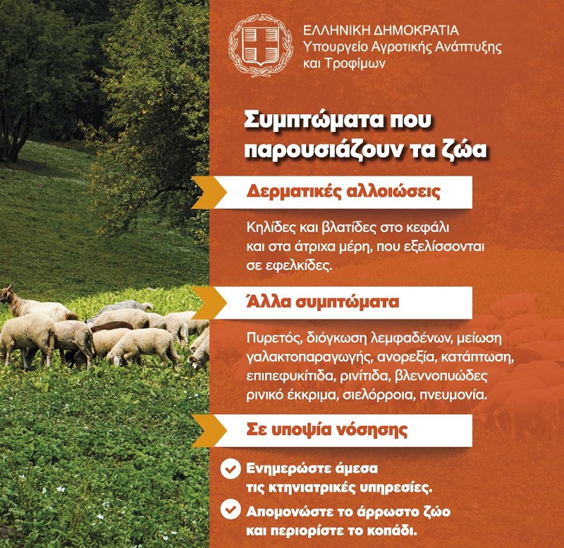 Ενημερωτικό για την ευλογιά των προβάτων - Τα μέτρα για τον περιορισμό και εκρίζωση της νόσου
