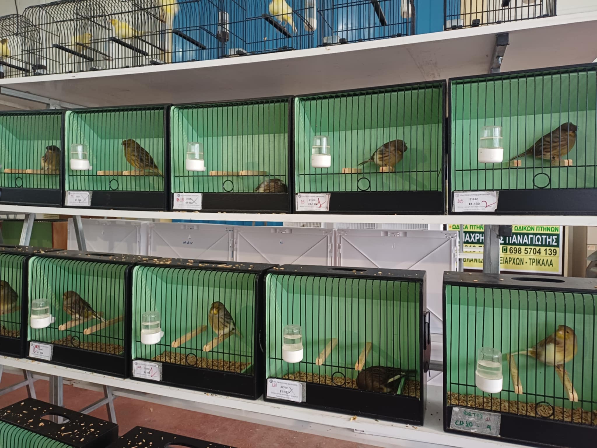 Κελαηδίσματα και χρώματα στη «Γαιόπολη» – Διαγωνιστική έκθεση καναρινιών στη Λάρισα (ΦΩΤΟ)