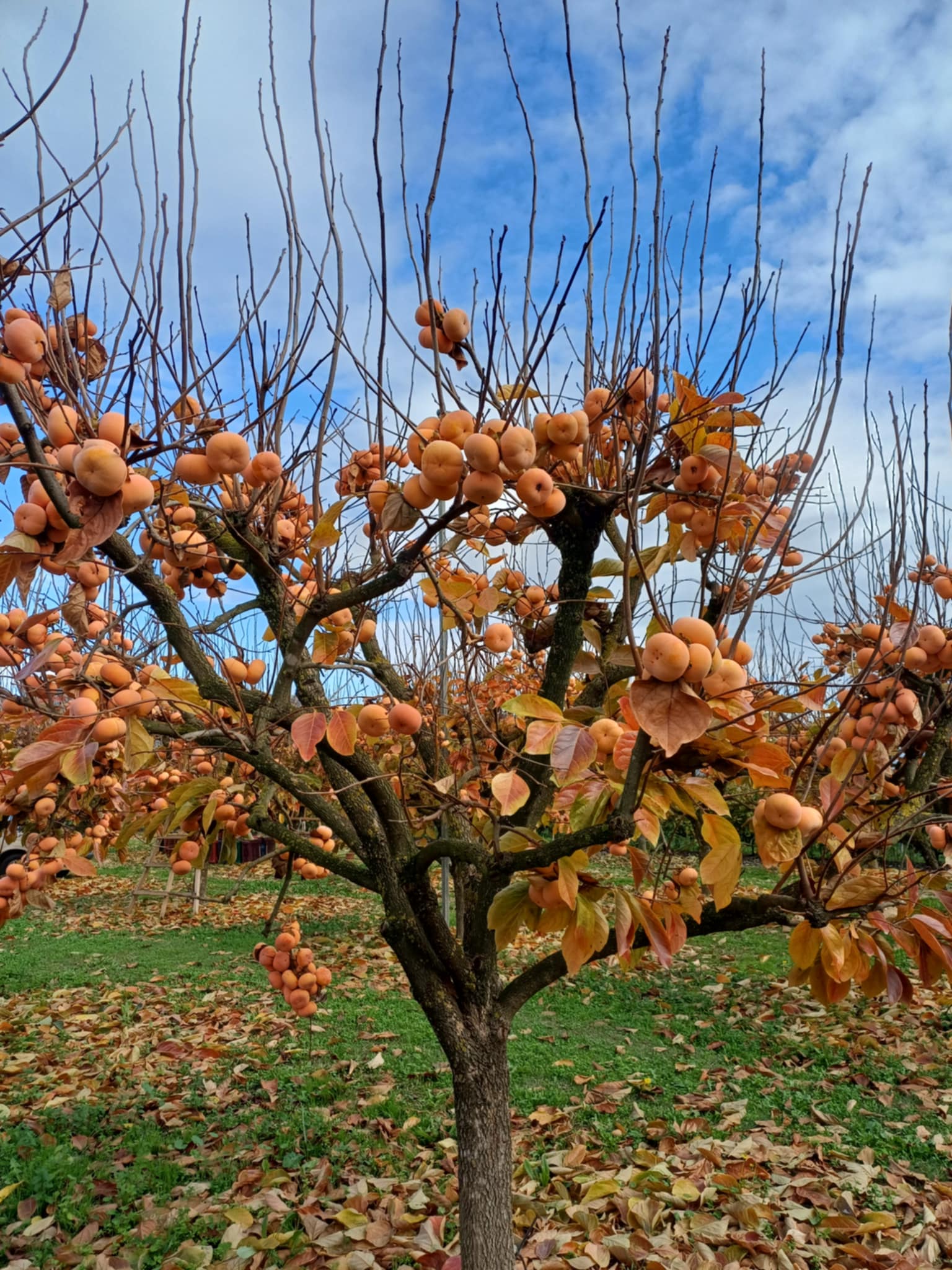 Μηλολωτός Αργυροπουλίου: Το μυθικό φρούτο της Θεσσαλίας (ΦΩΤΟ)