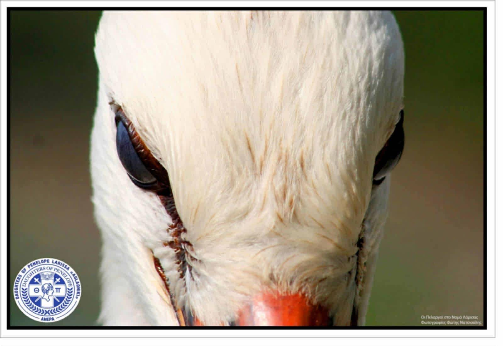 Τοποθετήθηκαν οι Πελαργοί στη Γυρτώνη με το έμβλημα της ΑΗΕΡΑ και της Aglaoniki (ΦΩΤΟ)