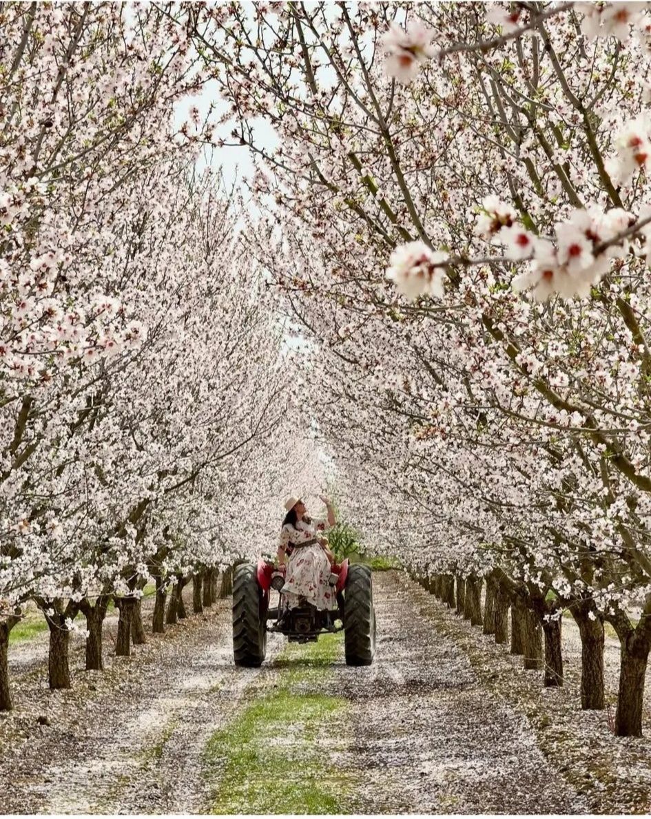 Η άνοιξη στον κάμπο του Συκουρίου έχει υπέροχο χρώμα (ΦΩΤΟ)