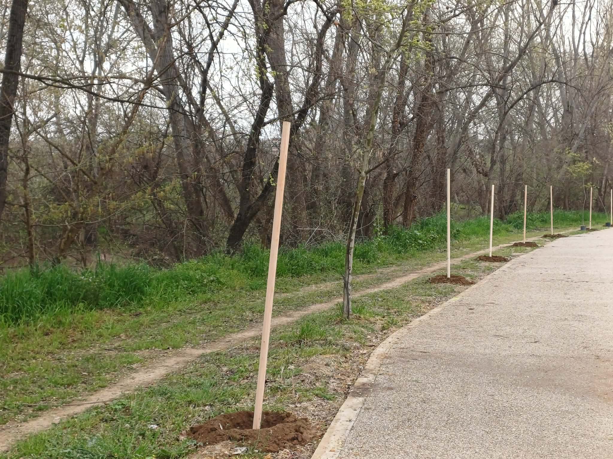 Ο Δήμος Λαρισαίων φυτεύει 700 δέντρα στην κοίτη του Πηνειού (ΦΩΤΟ)