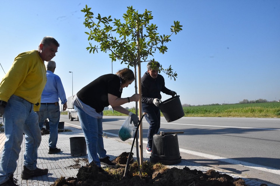 Δ. Λαρισαίων: Νέα δέντρα στη Φαλάνη - Μαμάκος: «Συνεχίζουμε τις παρεμβάσεις για ενίσχυση του πράσινου αποτυπώματος στην πόλη»