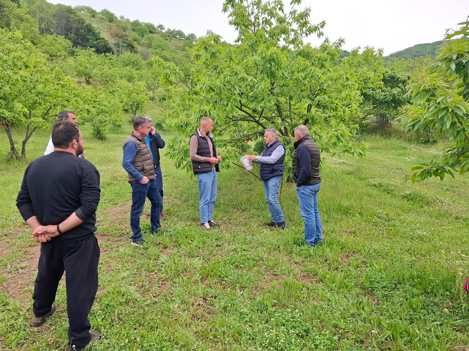 Στο πλευρό των παραγωγών της Αγιάς η Περιφέρεια Θεσσαλίας-Αντιμετώπιση της σφήκας της καστανιάς