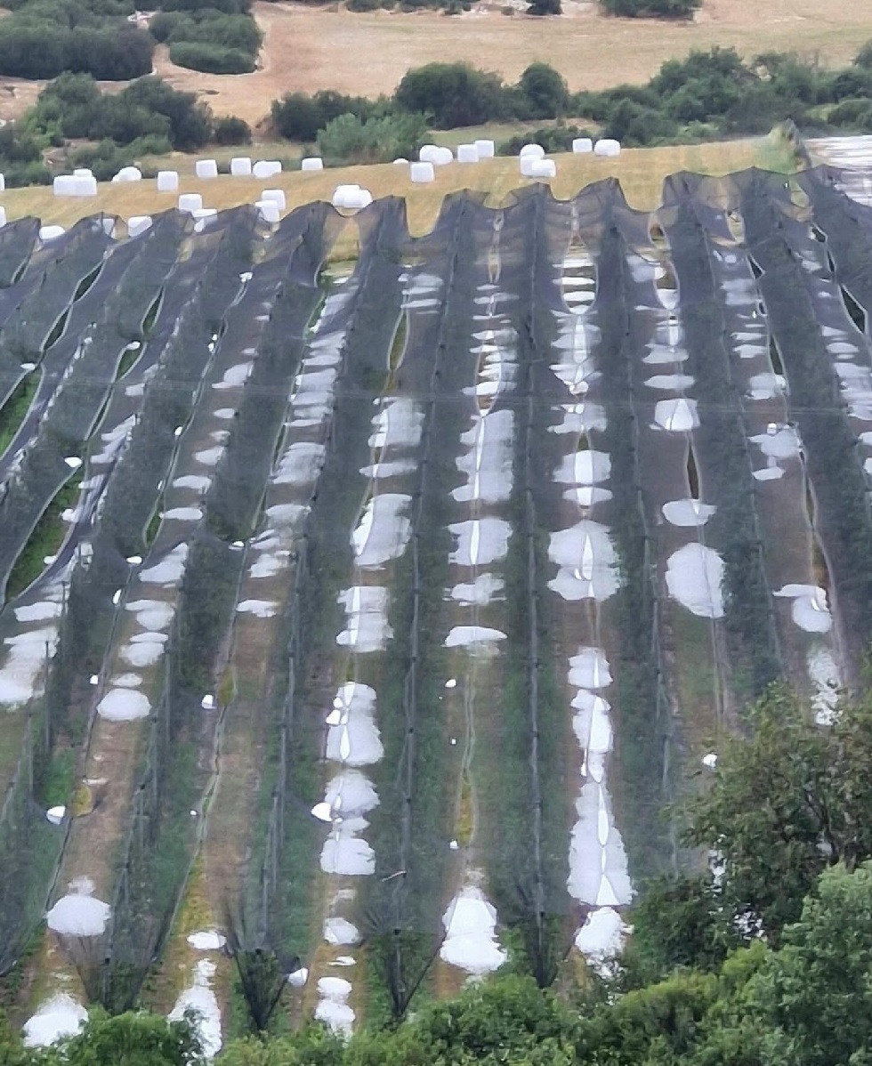 Μεγάλη καταστροφή σε καλλιέργειεςαπό το χθεσινό χαλάζι σε Ολυμπιάδα, Σπαρμό και Φλάμπουρο Ελασσόνας (ΦΩΤΟ)