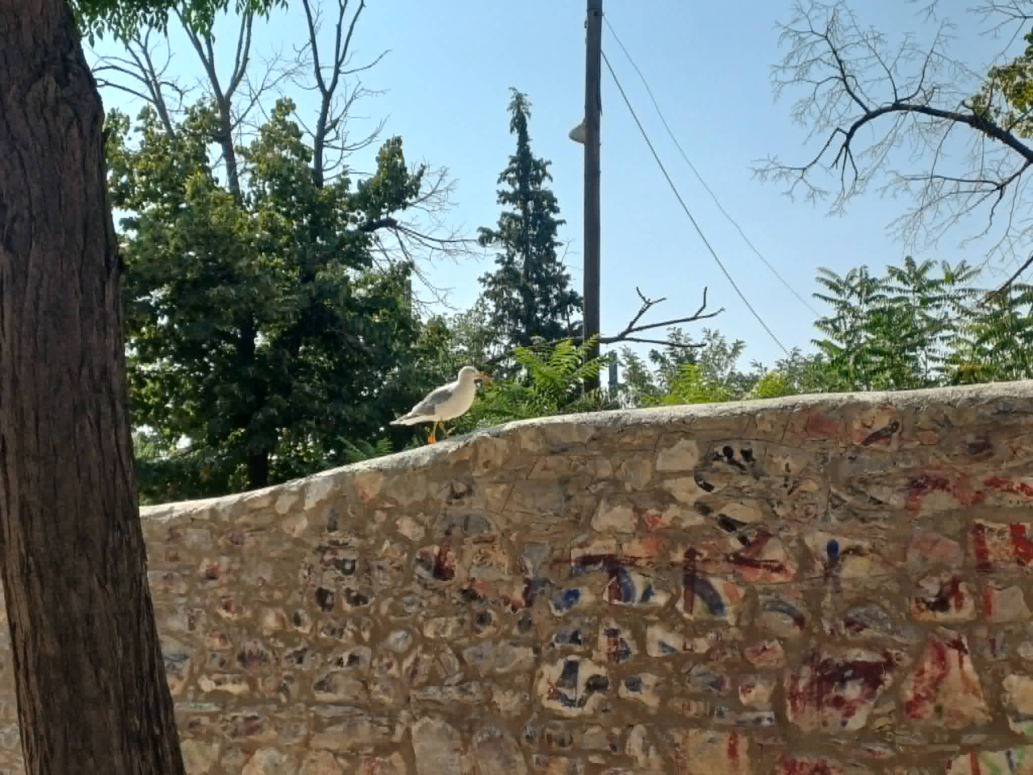 Ο γλάρος Τάκης ο επισκέπτης της Λαϊκής στον Σταθμό της Λάρισας κάθε Τρίτη (ΦΩΤΟ+video)