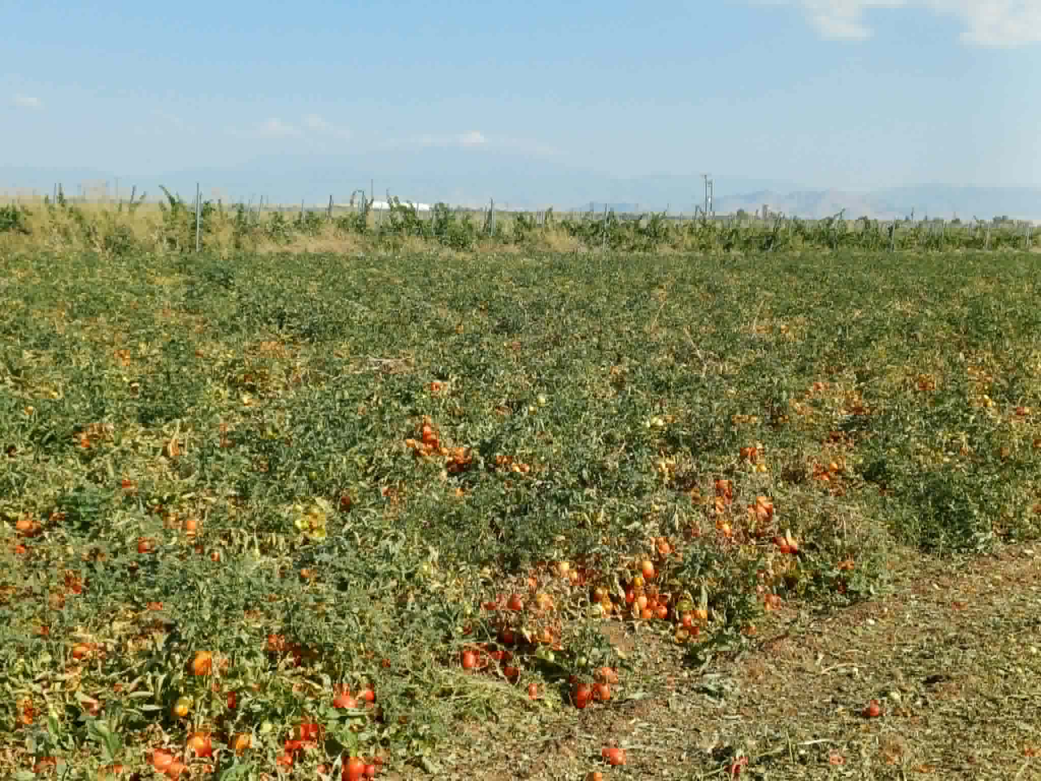 Με προβληματισμό για τιμές και σοδειά ξεκίνησε η συγκομιδή της βιομηχανικής ντομάτας στη Λάρισα (ΦΩΤΟ)