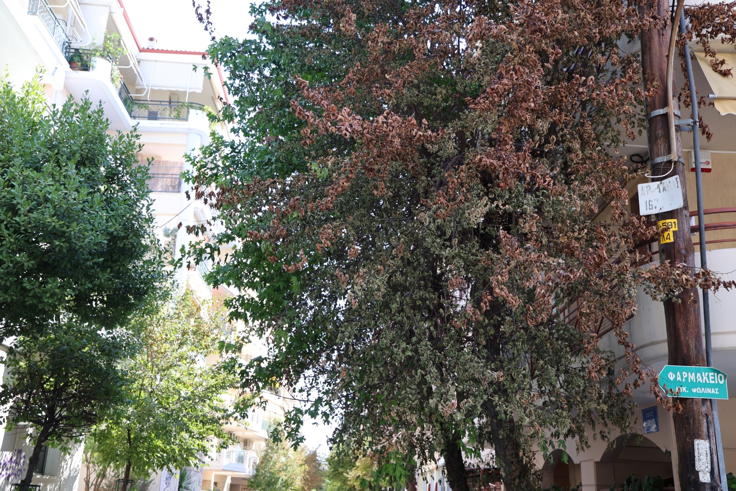 Θ.Μαμάκος για δέντρα στην οδό Τσιμισκή: «Δεν θα γίνει ανεκτή καμία πράξη βανδαλισμού»