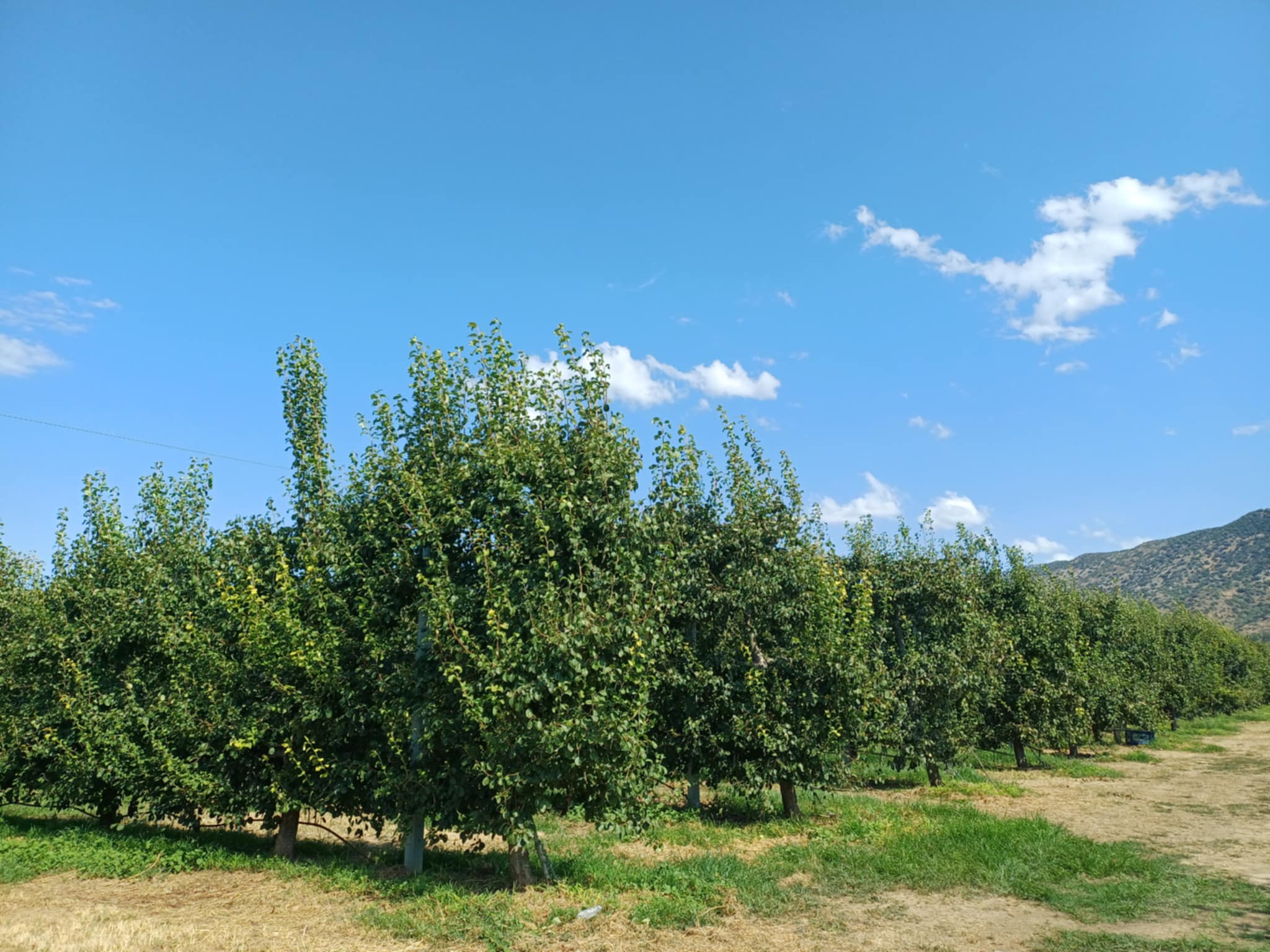 Ξεκίνησε πριν μια εβδομάδα η συγκομιδή αχλαδιών κρυστάλλια στον Τύρναβο-χαμηλή σοδειά λόγω ακαρπίας (ΦΩΤΟ)