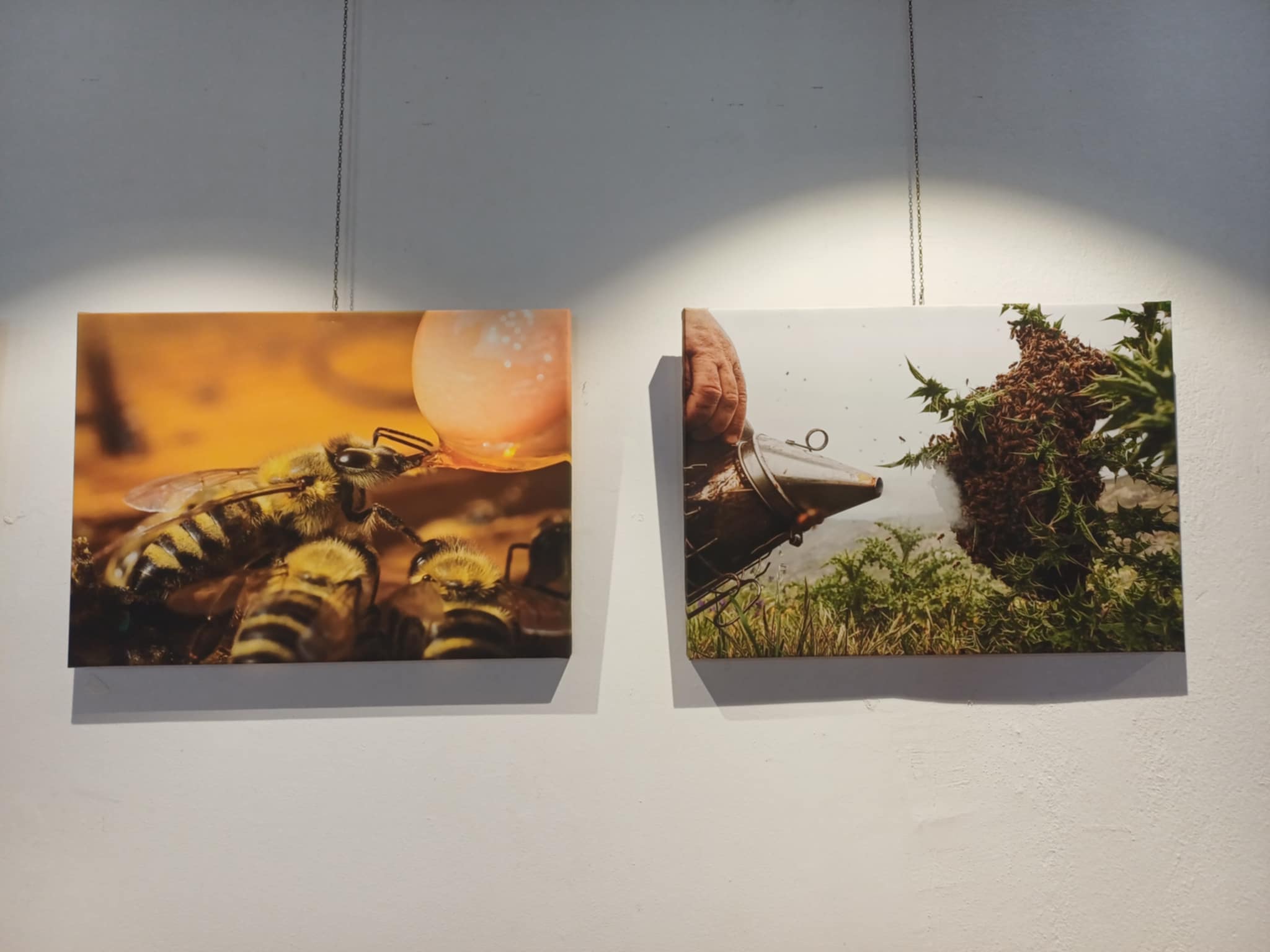 Ξεκινά σήμερα το «Bee Day Festival» στο Μύλο του Παππά (ΦΩΤΟ)