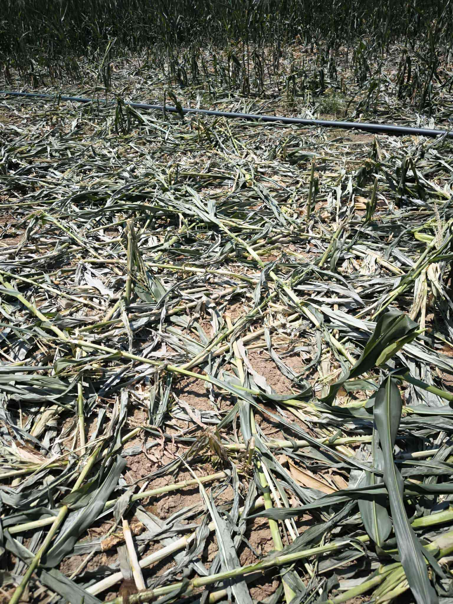 Αγριογούρουνα ισοπέδωσαν χωράφι με καλαμπόκια στο Ομόλιο (ΦΩΤΟ)