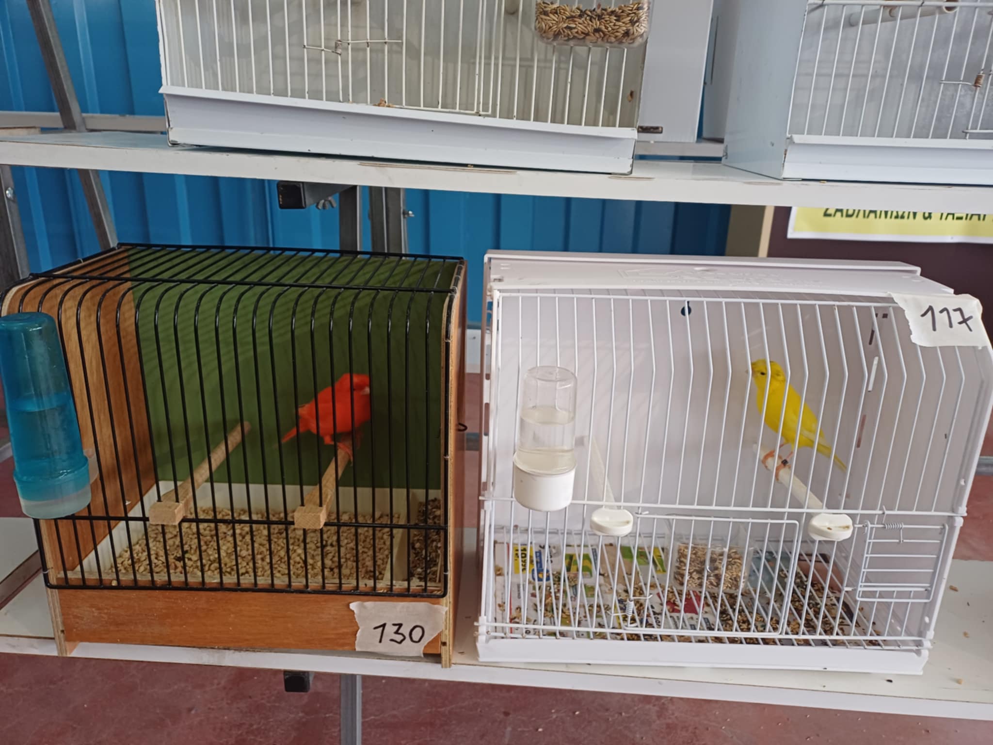 Κελαηδίσματα και χρώματα στη «Γαιόπολη» – Διαγωνιστική έκθεση καναρινιών στη Λάρισα (ΦΩΤΟ)