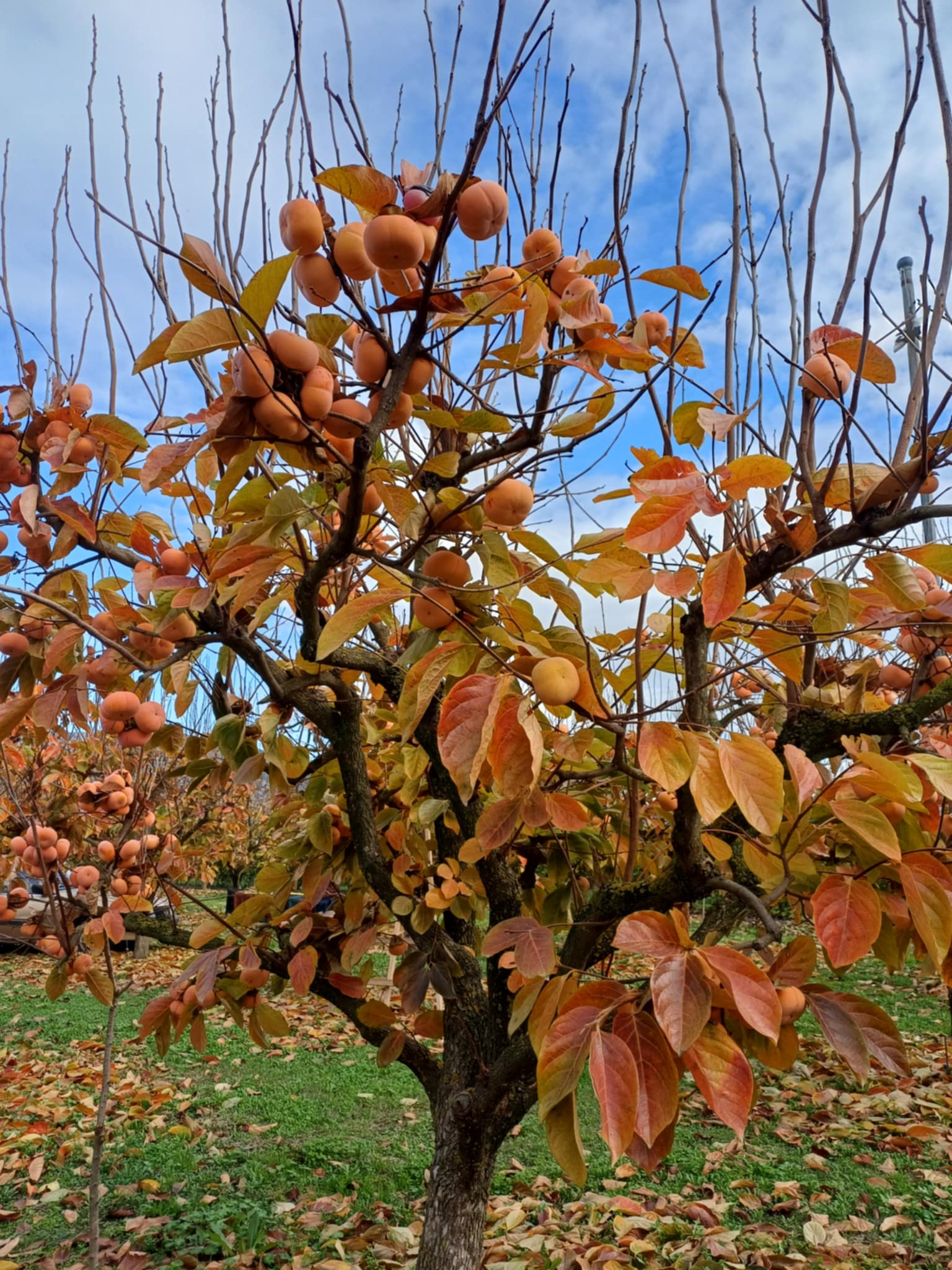 Μηλολωτός Αργυροπουλίου: Το μυθικό φρούτο της Θεσσαλίας (ΦΩΤΟ)