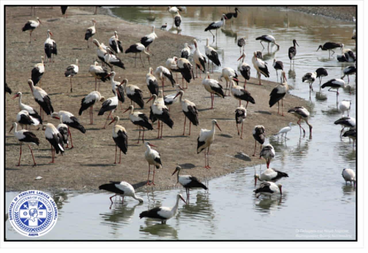 Τοποθετήθηκαν οι Πελαργοί στη Γυρτώνη με το έμβλημα της ΑΗΕΡΑ και της Aglaoniki (ΦΩΤΟ)