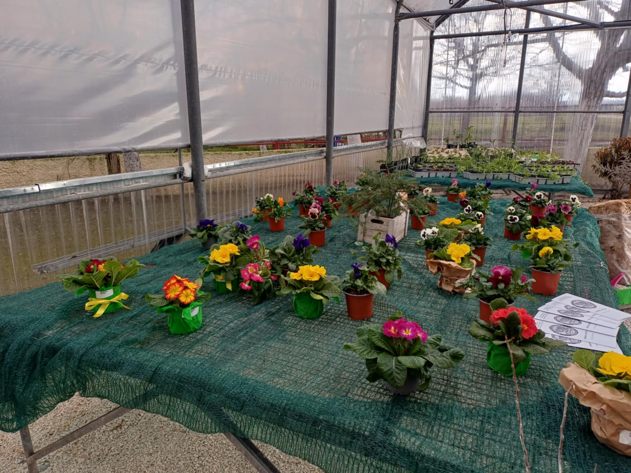 Ανακαίνιση θερμοκηπίου στο Κέντρο Ψυχικής Υγείας Λάρισας - Έργο με κοινωνικό αποτύπωμα στο ΓΝΛ (ΦΩΤΟ)