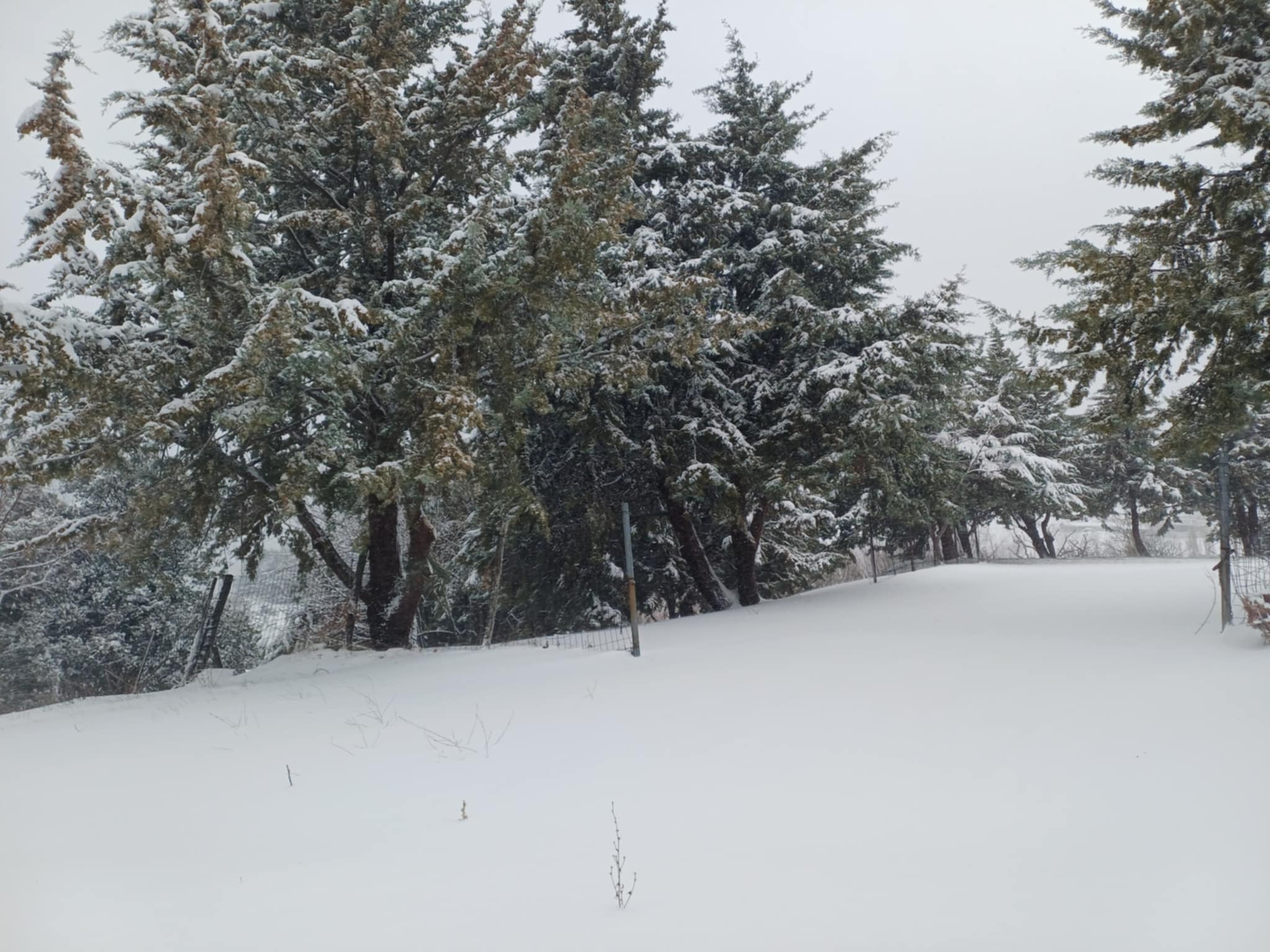 Στα λευκά τα ορεινά χωριά του Κισσάβου- η «Θεσσαλία τηλεόραση»  στη Σπηλιά με 40 πόντους χιόιi (ΦΩΤΟ+video)