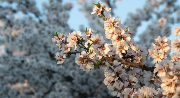 Η άνοιξη στον κάμπο του Συκουρίου έχει υπέροχο χρώμα (ΦΩΤΟ)