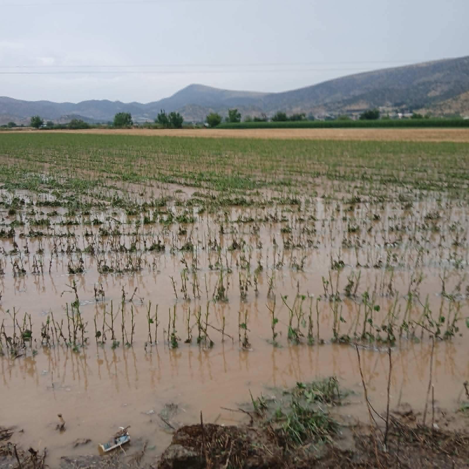 Ισχυρή χαλαζόπτωση και θυελλώδεις άνεμοι έπληξαν τον Δήμο Φαρκαδόνας-μεγάλες ζημιές σε καλλιέργειες (video)