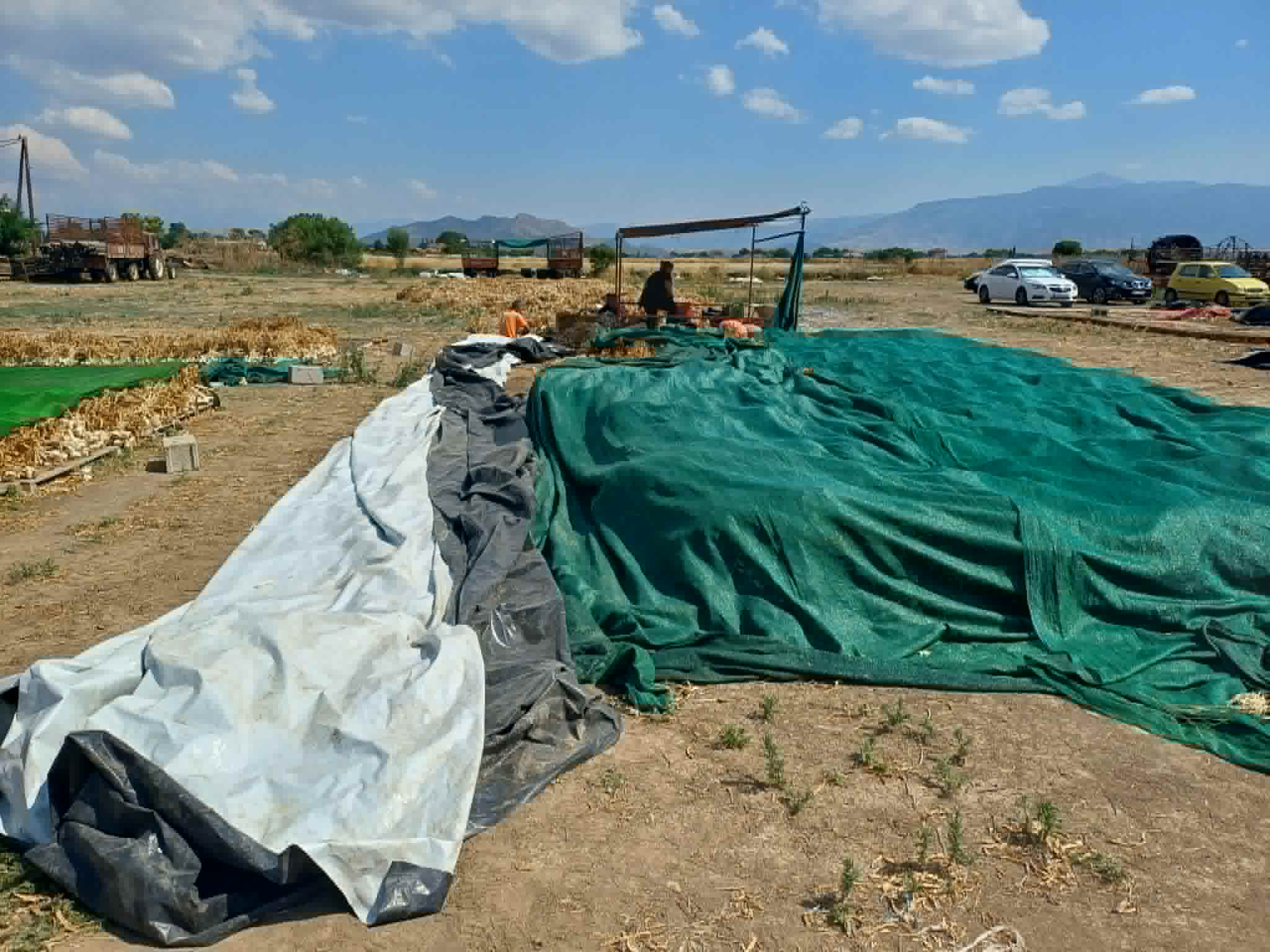 Μύρισε σκόρδο από τον Πλατύκαμπο μέχρι την... Ιαπωνία (ΦΩΤΟ)