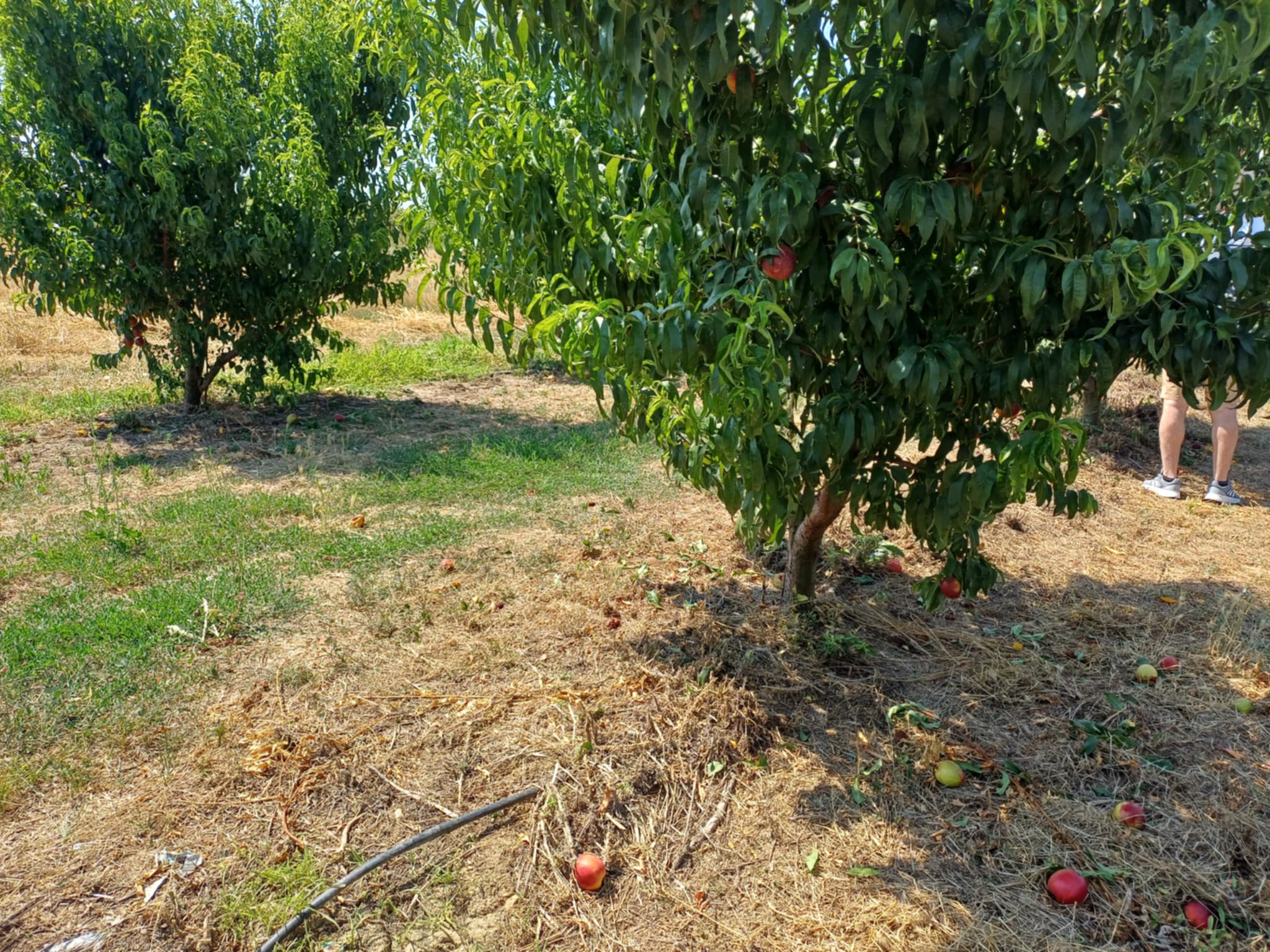 Σε σοκ αγρότης από τον Τύρναβο που έκλεψαν τα νεκταρίνια από το κτήμα του (ΦΩΤΟ)