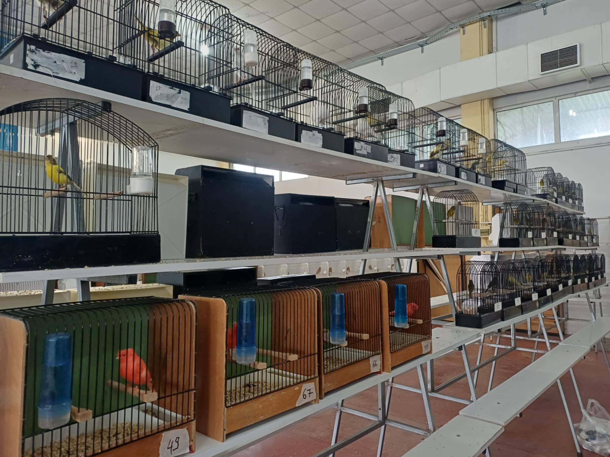 Κελαηδίσματα και χρώματα στη «Γαιόπολη» – Διαγωνιστική έκθεση καναρινιών στη Λάρισα (ΦΩΤΟ)