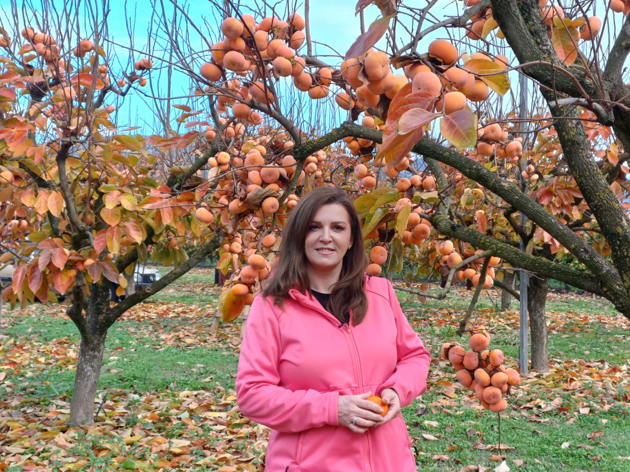 Μηλολωτός Αργυροπουλίου: Το μυθικό φρούτο της Θεσσαλίας (ΦΩΤΟ)