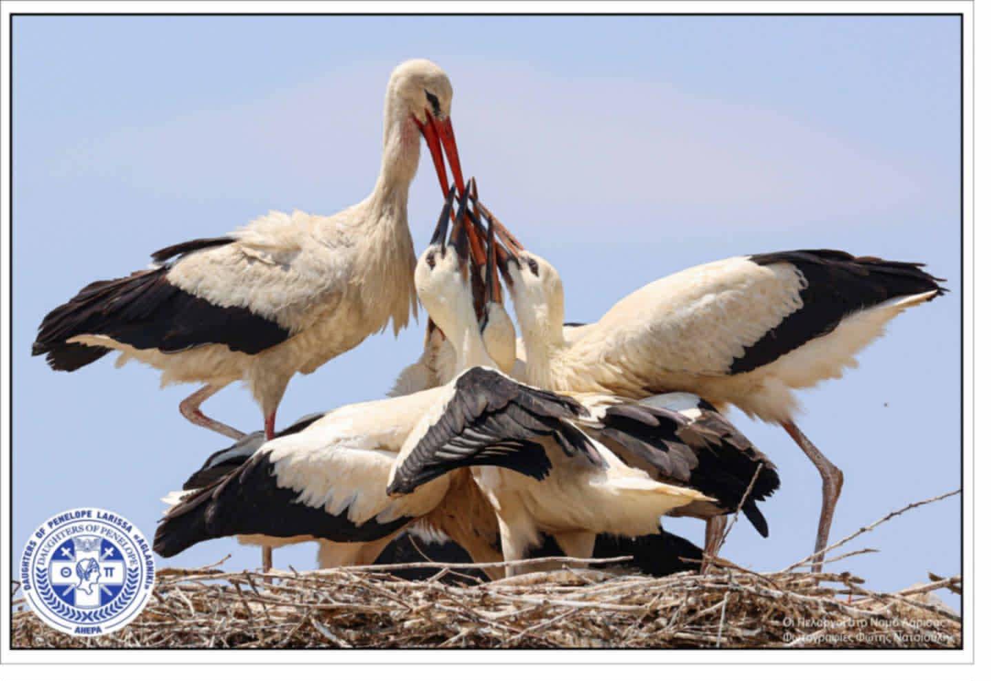 Τοποθετήθηκαν οι Πελαργοί στη Γυρτώνη με το έμβλημα της ΑΗΕΡΑ και της Aglaoniki (ΦΩΤΟ)