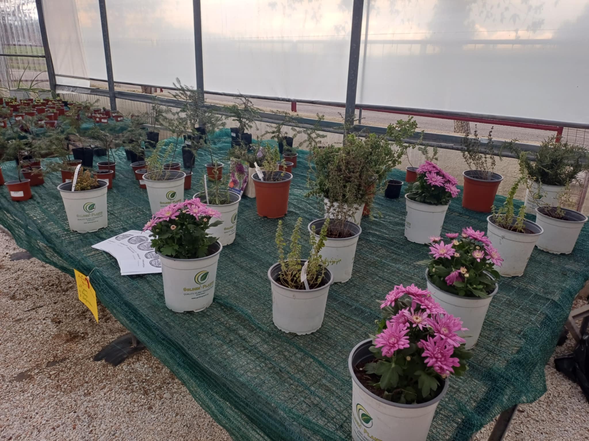 Ανακαίνιση θερμοκηπίου στο Κέντρο Ψυχικής Υγείας Λάρισας - Έργο με κοινωνικό αποτύπωμα στο ΓΝΛ (ΦΩΤΟ)