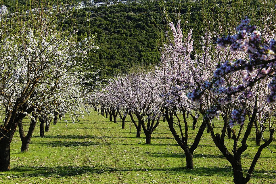Η άνοιξη στον κάμπο του Συκουρίου έχει υπέροχο χρώμα (ΦΩΤΟ)