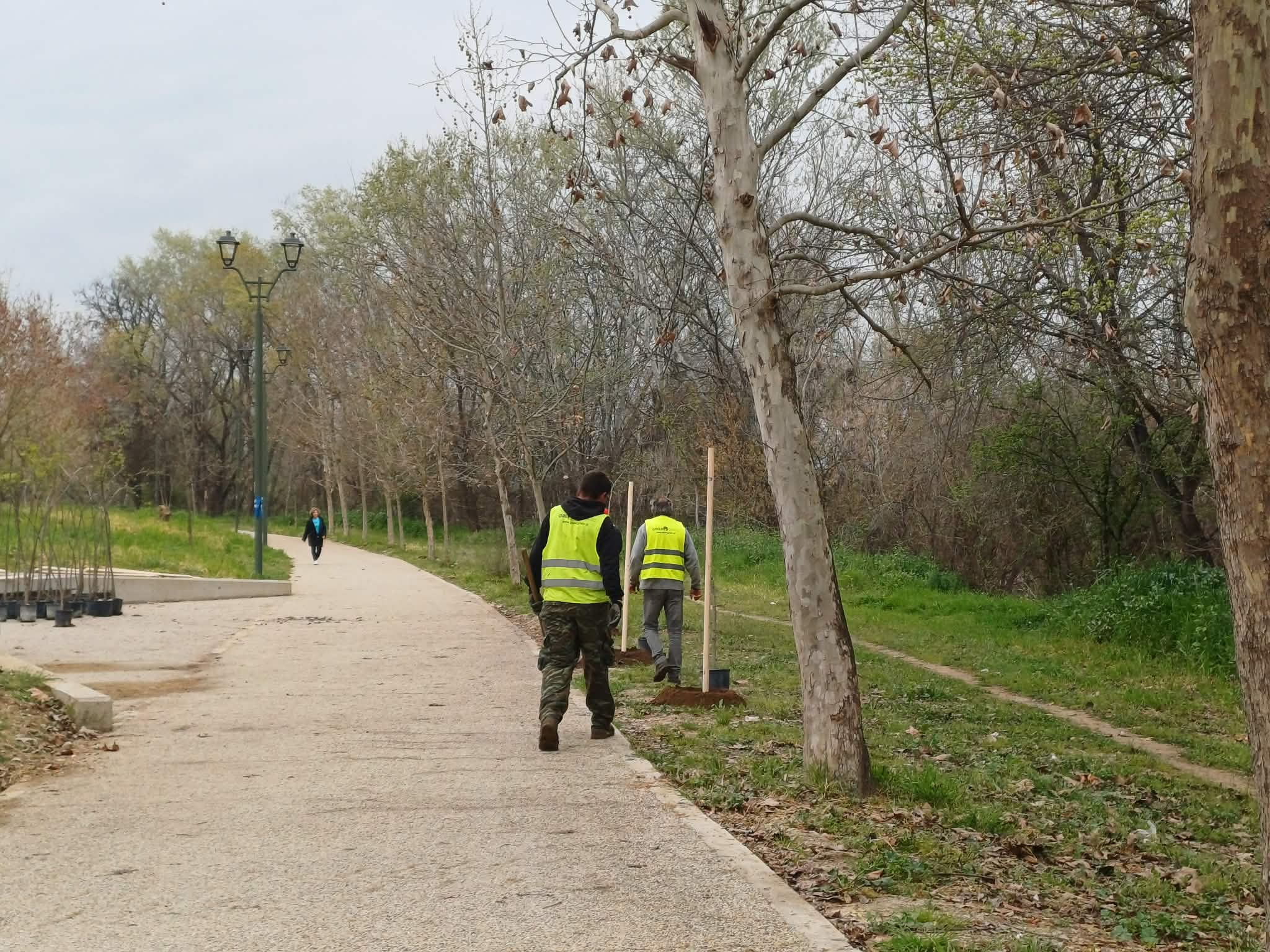 Ο Δήμος Λαρισαίων φυτεύει 700 δέντρα στην κοίτη του Πηνειού (ΦΩΤΟ)