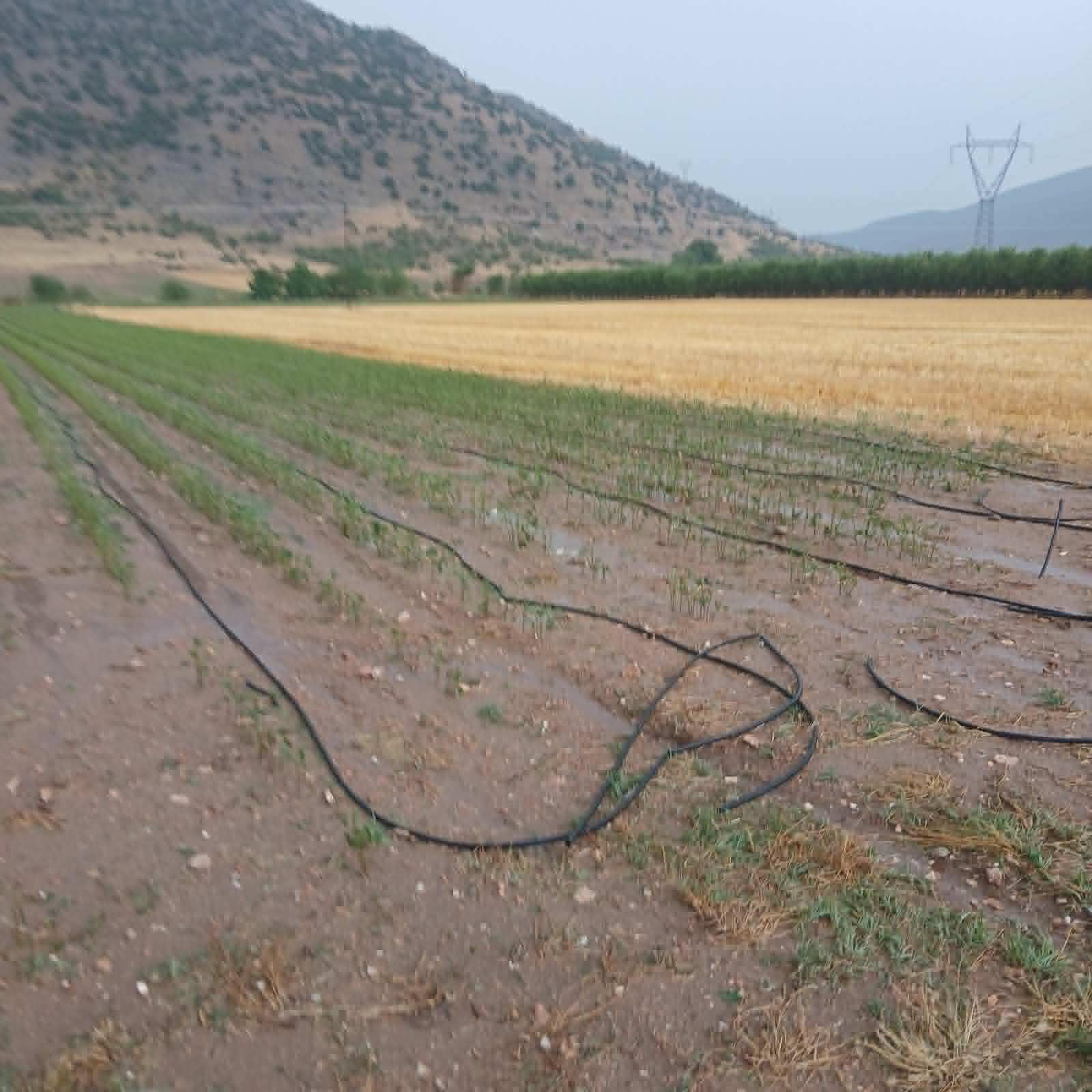 Ισχυρή χαλαζόπτωση και θυελλώδεις άνεμοι έπληξαν τον Δήμο Φαρκαδόνας-μεγάλες ζημιές σε καλλιέργειες (video)
