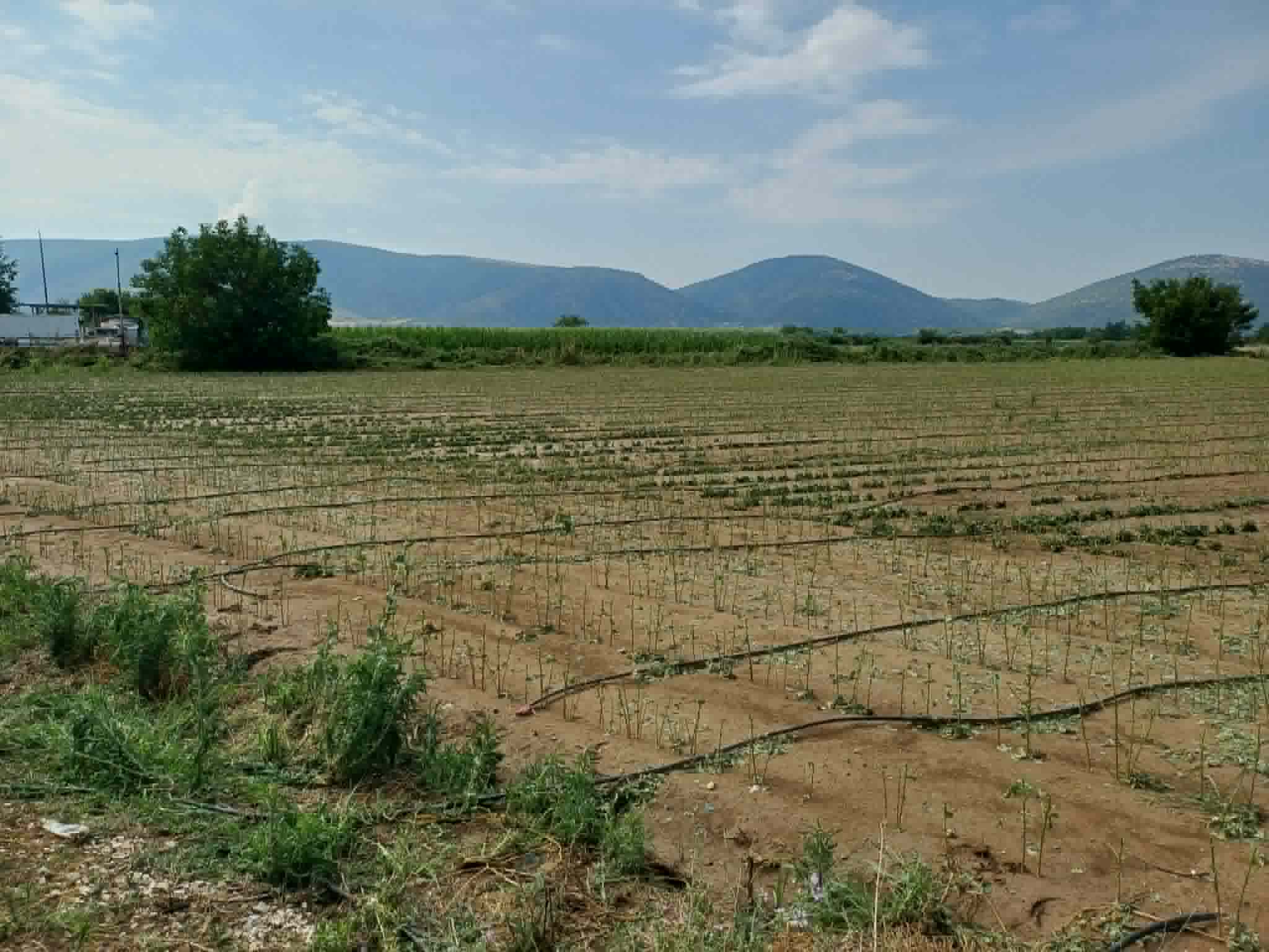 Μεγα΄λες οι ζημιε΄ς σε καλλιέργιες σε Ζάρκο, Φαρκαδόνα, Κεραμίδι και Βλοχό-κλιμάκιο του ΕΛΓΑ στην περιοχή (ΦΩΤΟ)