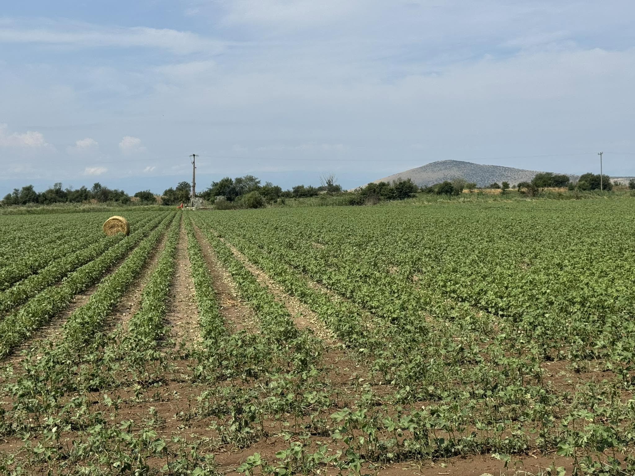 Απόγνωση μετά το χαλάζι: Καταστροφές σε 8.000 στρέμματα σε Ζάρκο και1500 στρέμματα στο Βλοχό  (ΦΩΤΟ+video)
