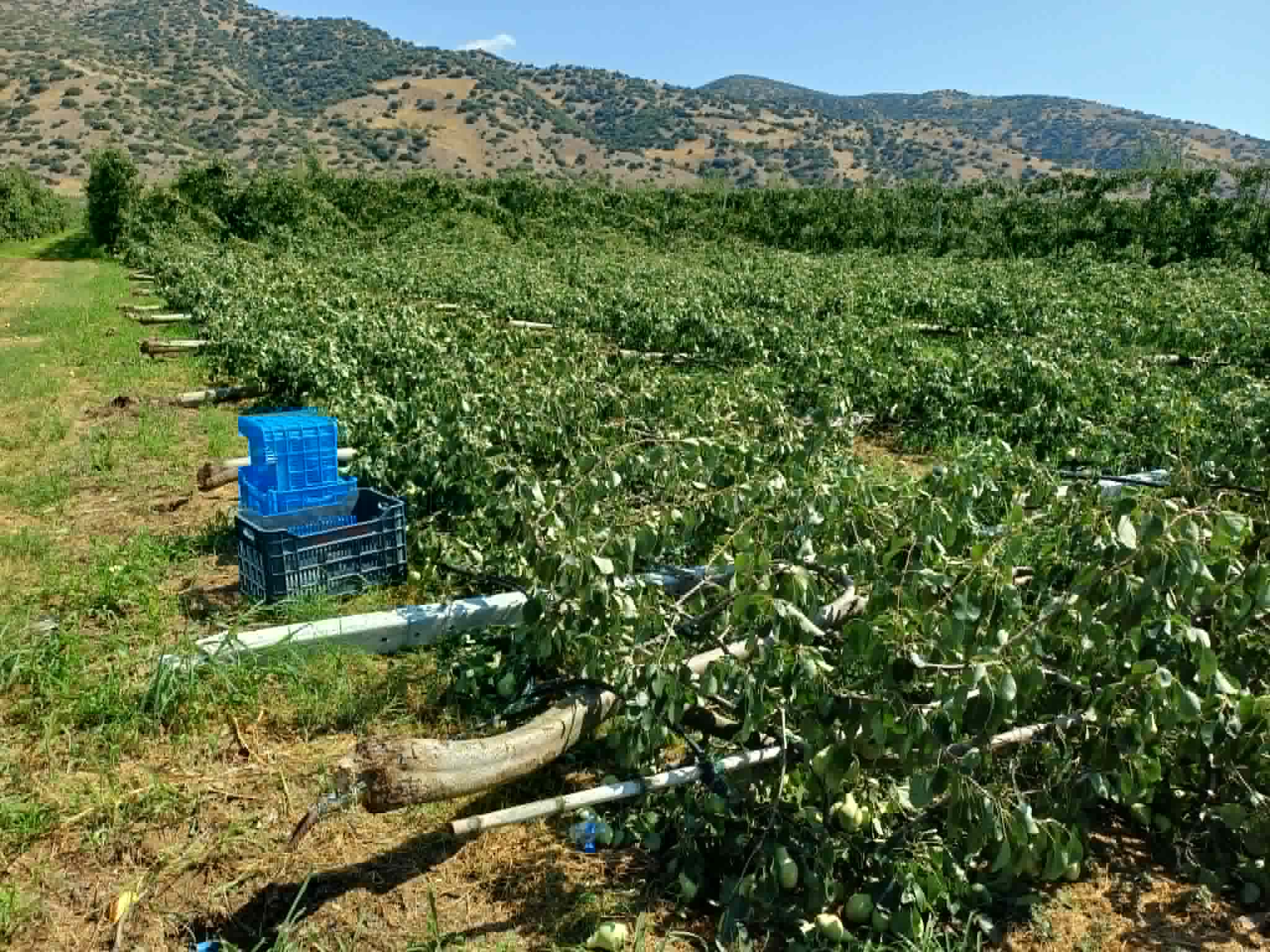 Μεγάλες ζημιές σε καλλιέργειες στο Αργυροπούλι από τον ισχυρό μπουρίνι- έπεσαν παλμέτες με αχλαδιές (ΦΩΤΟ)