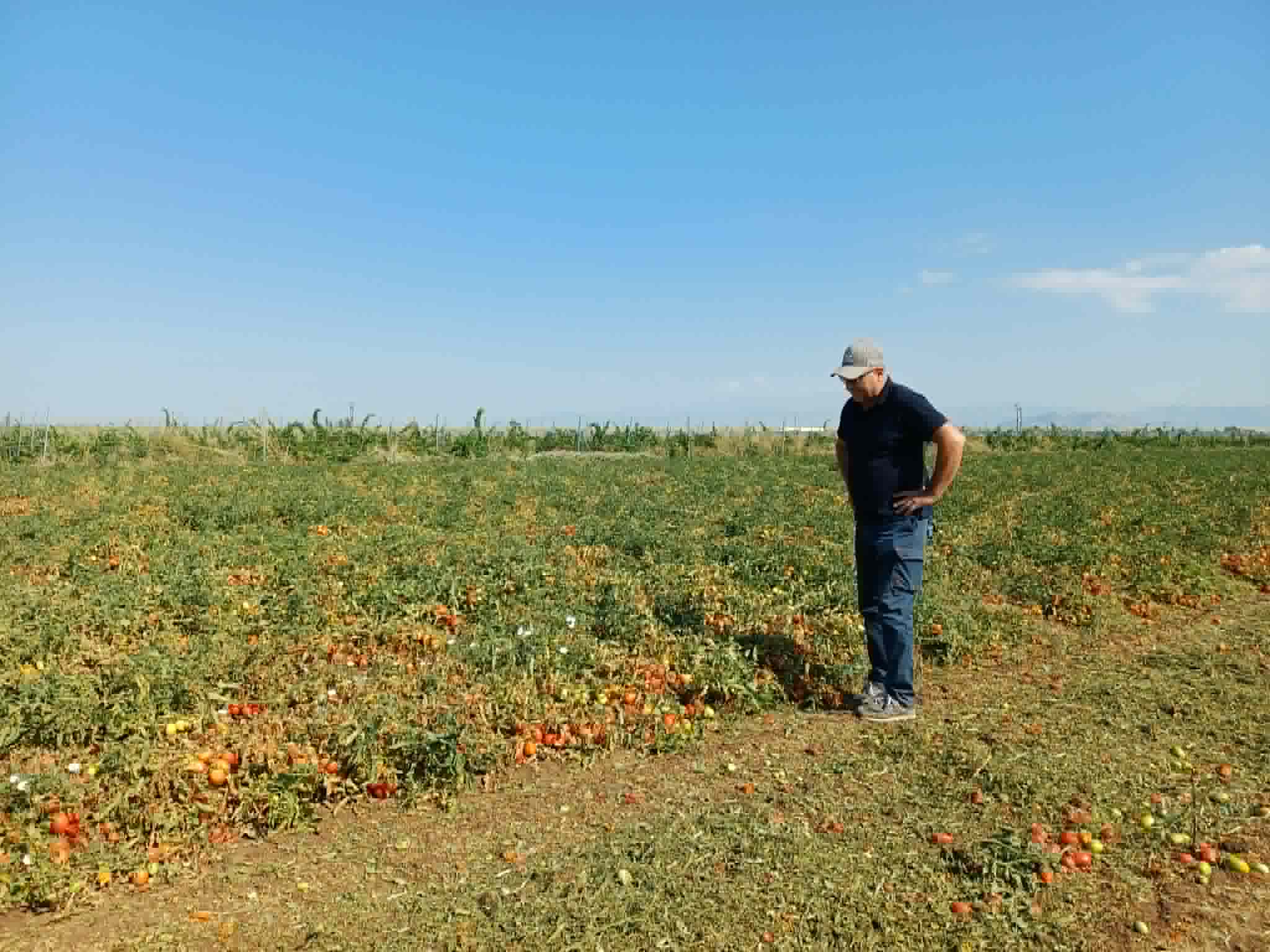 Με προβληματισμό για τιμές και σοδειά ξεκίνησε η συγκομιδή της βιομηχανικής ντομάτας στη Λάρισα (ΦΩΤΟ)