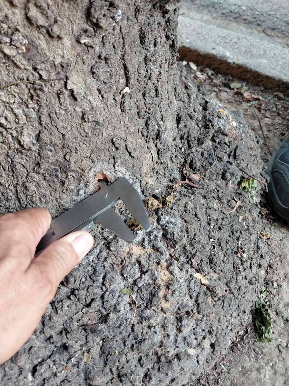 Κατέστρεψαν, με τρυπάνι, δέντρα στην οδό Τσιμισκή - Για απαράδεκτη εγκληματική ενέργεια κάνει λόγο η Δημοτική Αρχή