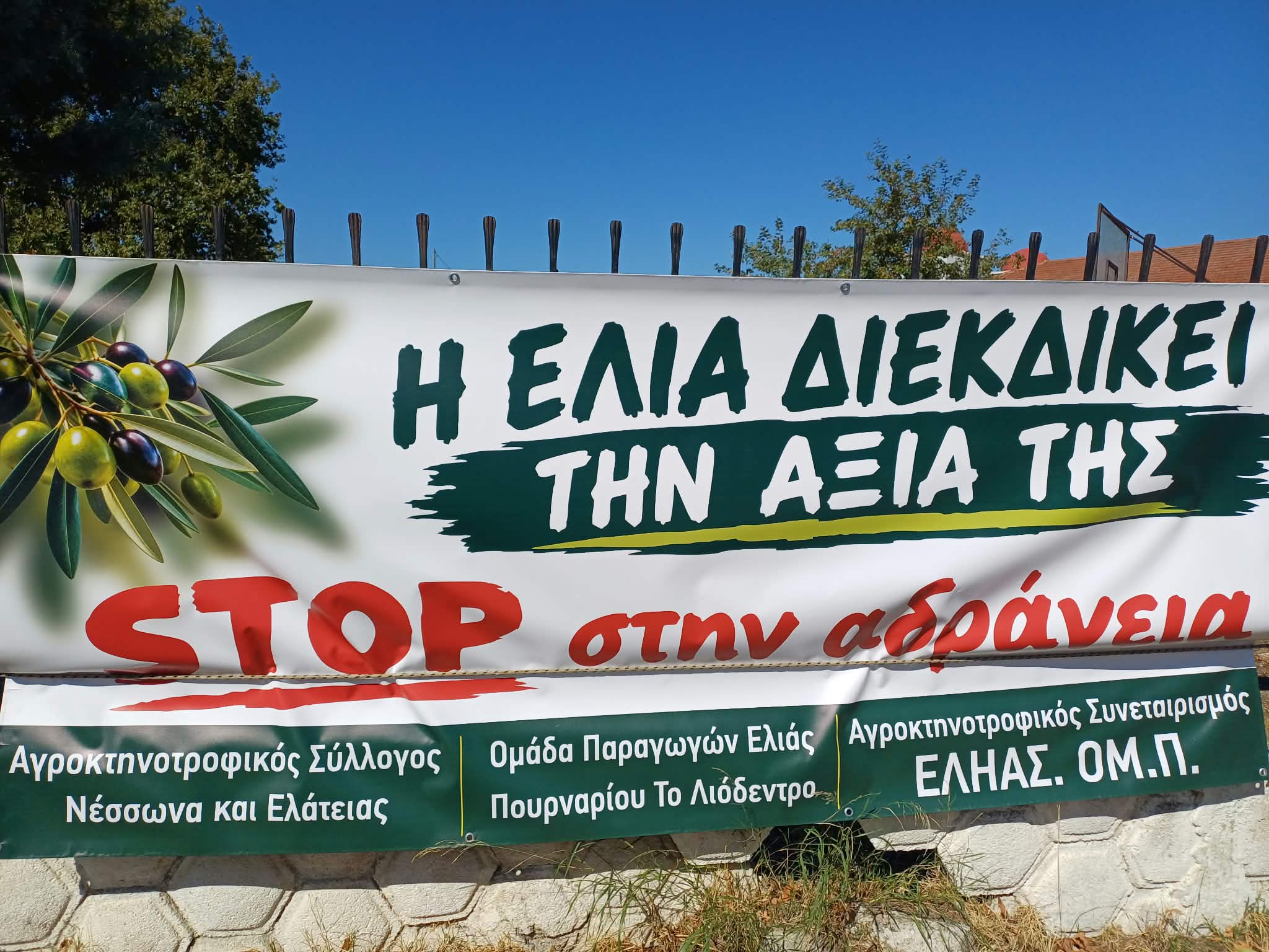 Ελαιοπαραγωγοί σε απόγνωση στο Πουρνάρι Συκουρίου: Χαμηλές τιμές, υψηλό κόστος και αποτυχία δακοκτονίας (ΦΩΤΟ+video)