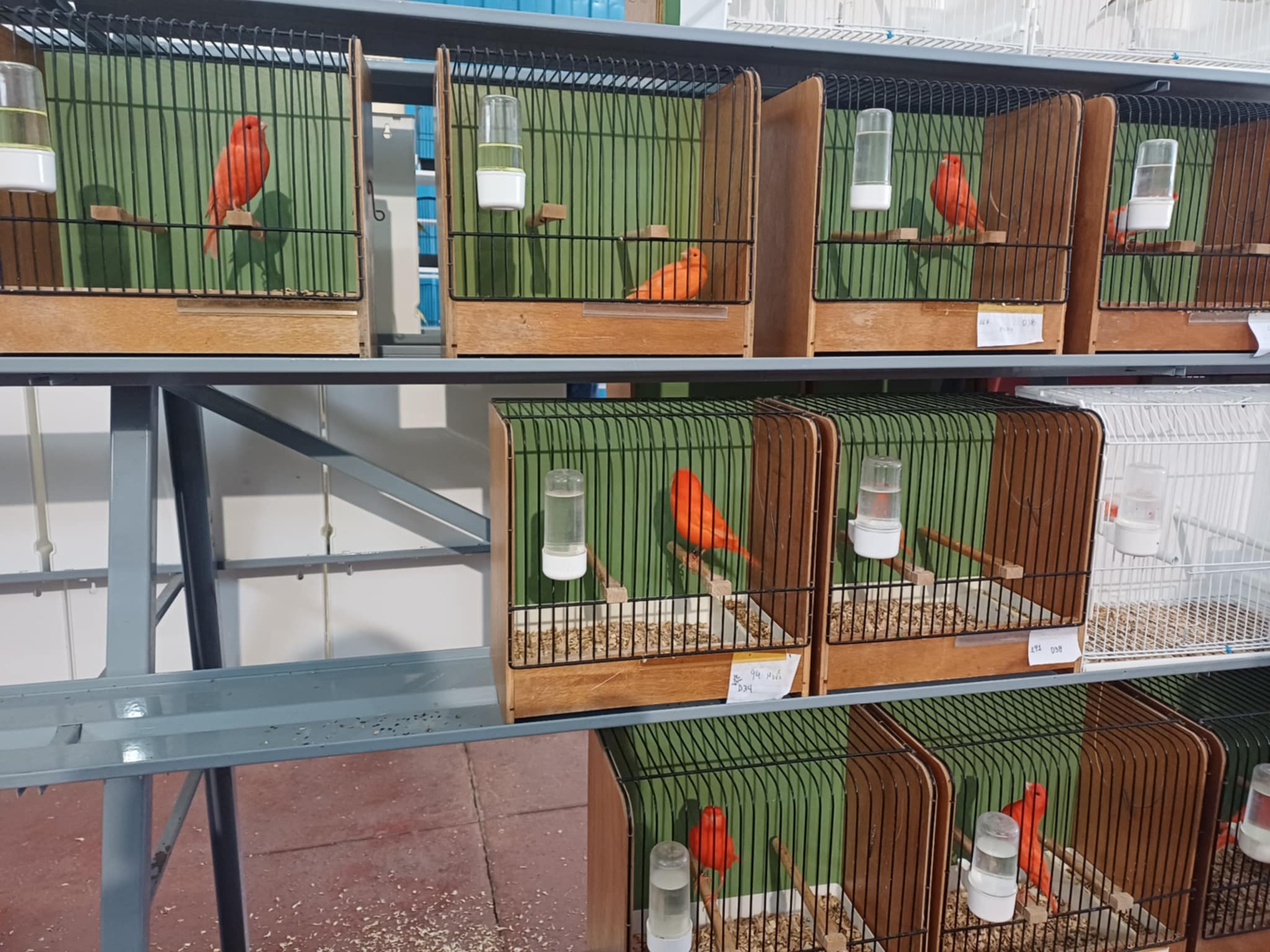 Κελαηδίσματα και χρώματα στη «Γαιόπολη» – Διαγωνιστική έκθεση καναρινιών στη Λάρισα (ΦΩΤΟ)