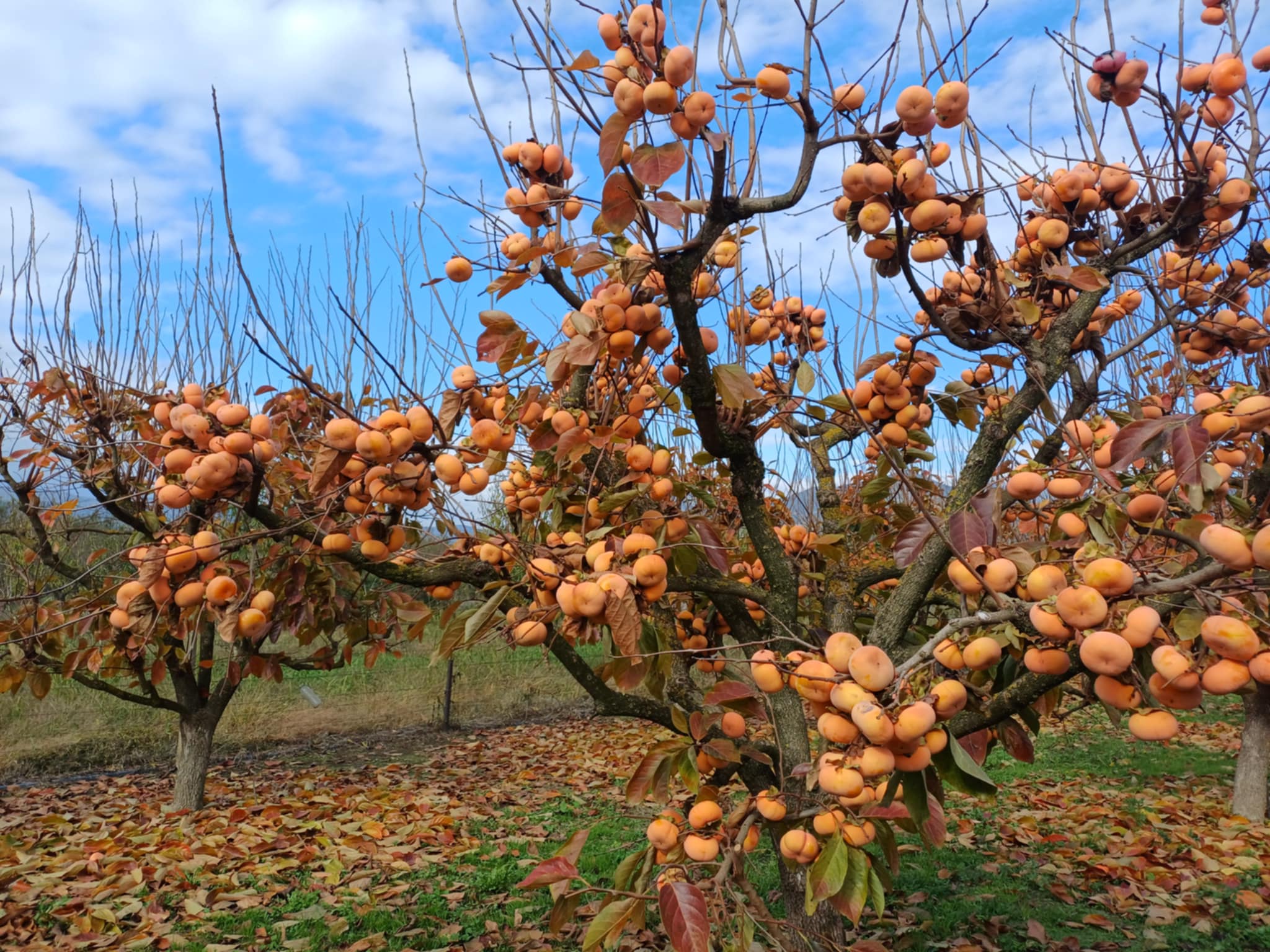 Μηλολωτός Αργυροπουλίου: Το μυθικό φρούτο της Θεσσαλίας (ΦΩΤΟ)