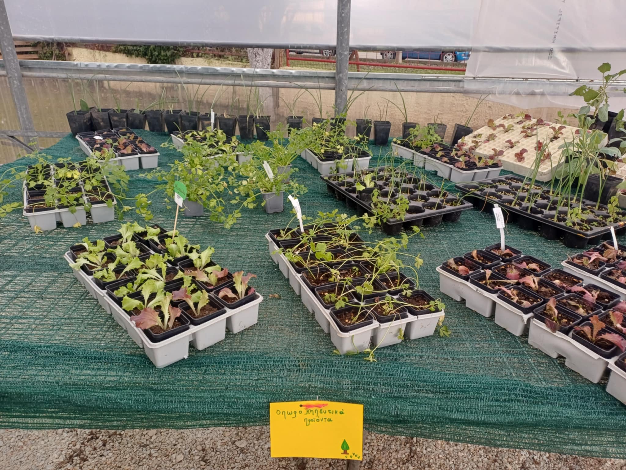 Ανακαίνιση θερμοκηπίου στο Κέντρο Ψυχικής Υγείας Λάρισας - Έργο με κοινωνικό αποτύπωμα στο ΓΝΛ (ΦΩΤΟ)