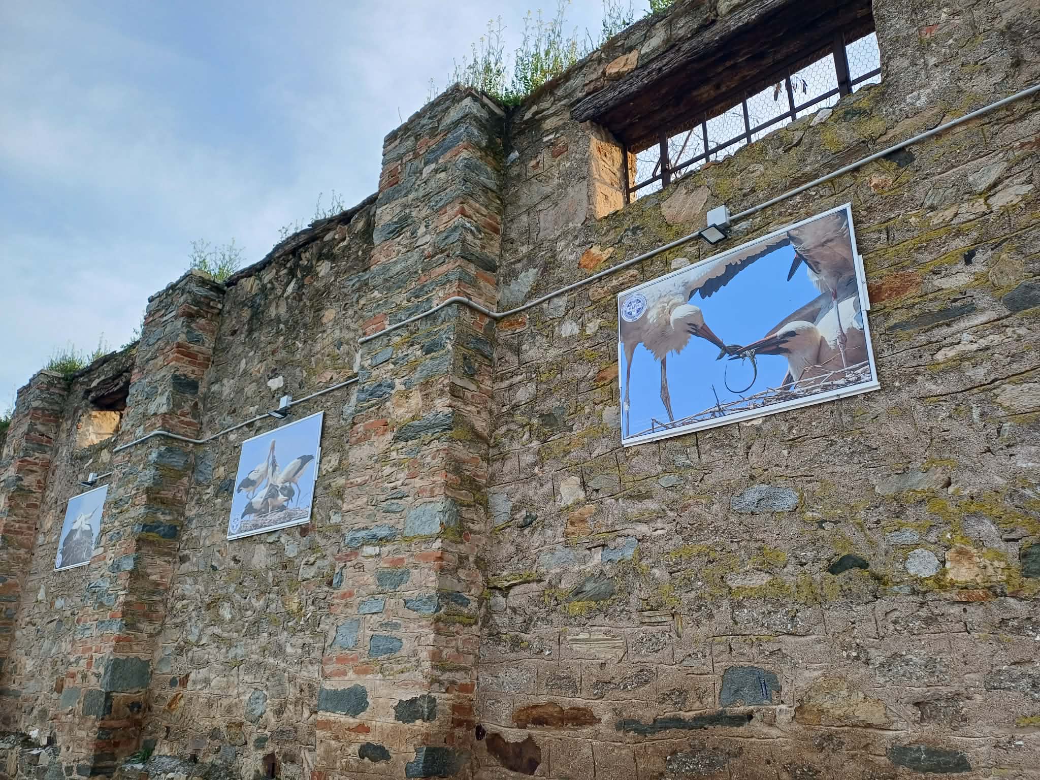 Καλλιτεχνικό αφιέρωμα στους πελαργούς από τις Daughters of Penelope «Αγλαονίκη» (ΦΩΤΟ)