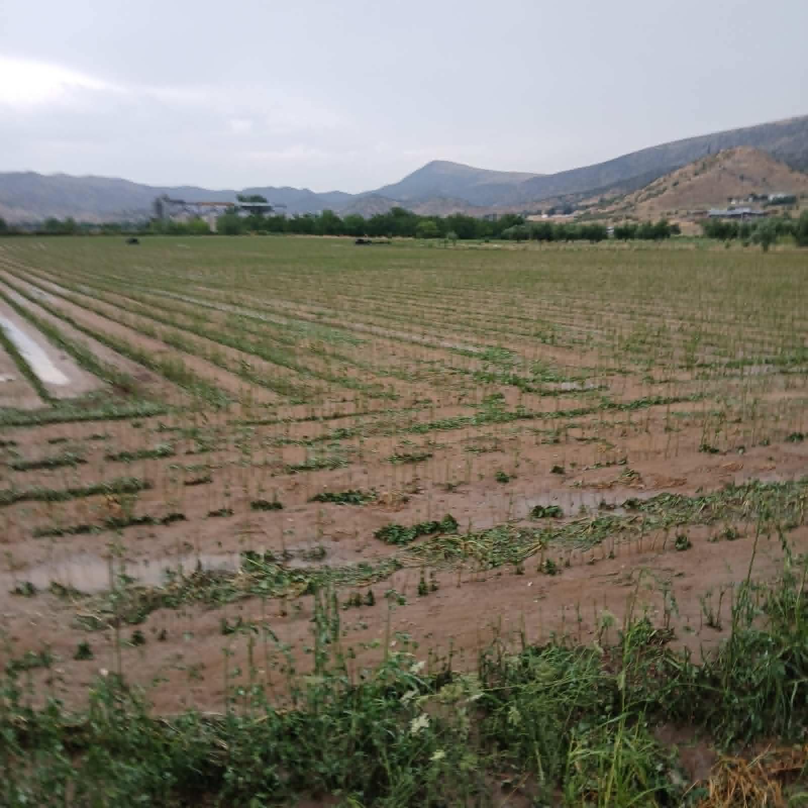 Ισχυρή χαλαζόπτωση και θυελλώδεις άνεμοι έπληξαν τον Δήμο Φαρκαδόνας-μεγάλες ζημιές σε καλλιέργειες (video)