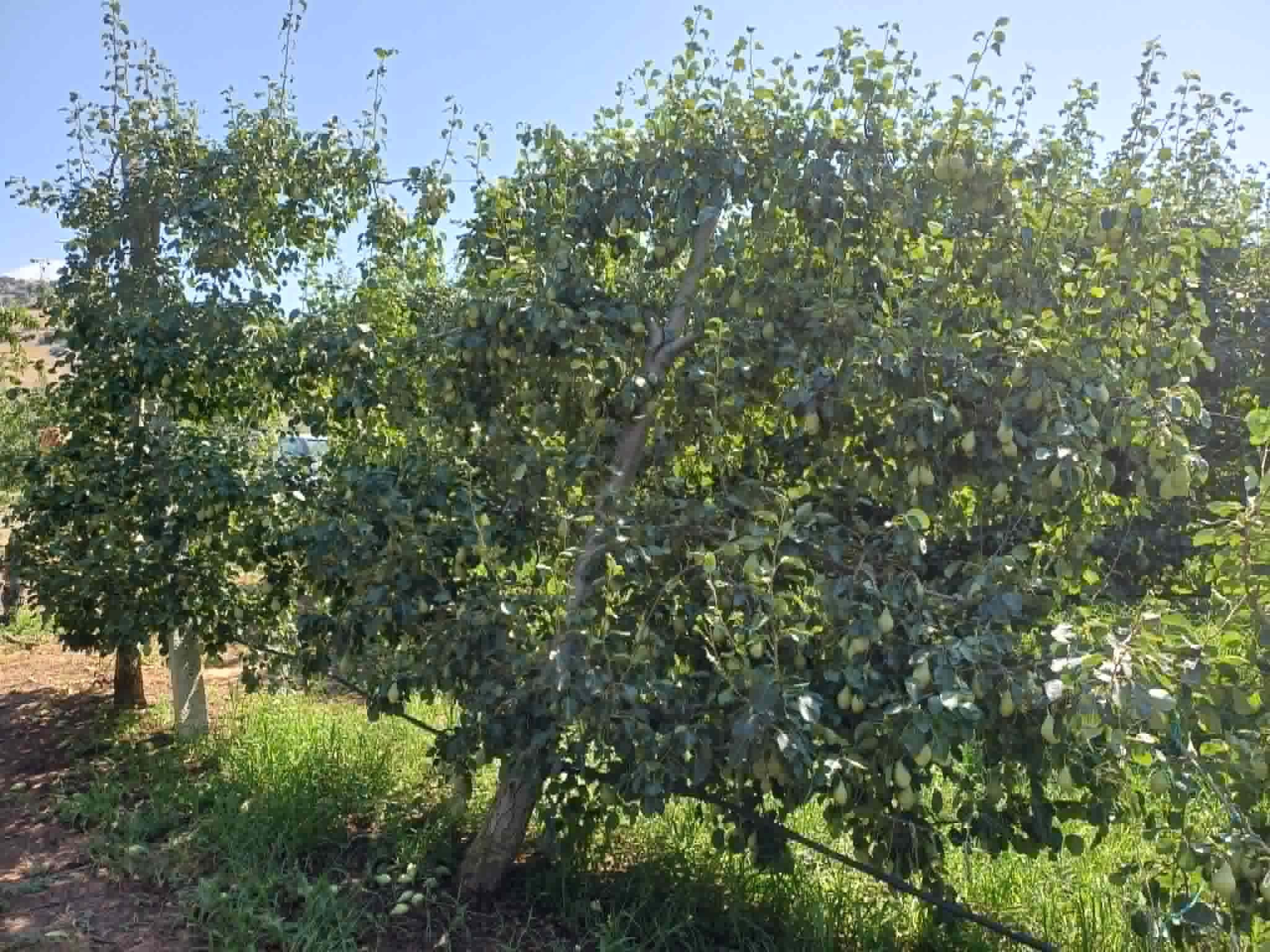 Μεγάλες ζημιές σε καλλιέργειες στο Αργυροπούλι από τον ισχυρό μπουρίνι- έπεσαν παλμέτες με αχλαδιές (ΦΩΤΟ)