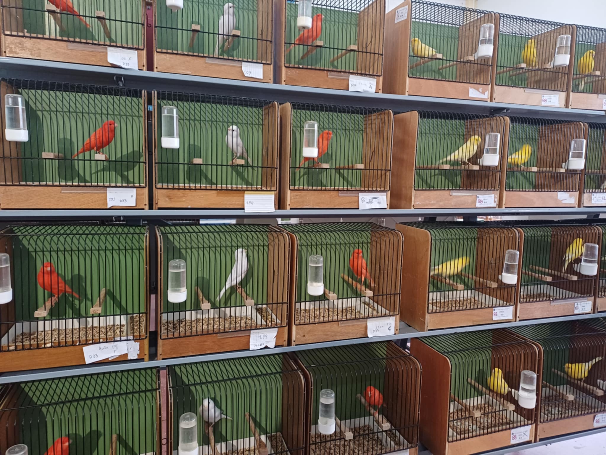 Κελαηδίσματα και χρώματα στη «Γαιόπολη» – Διαγωνιστική έκθεση καναρινιών στη Λάρισα (ΦΩΤΟ)