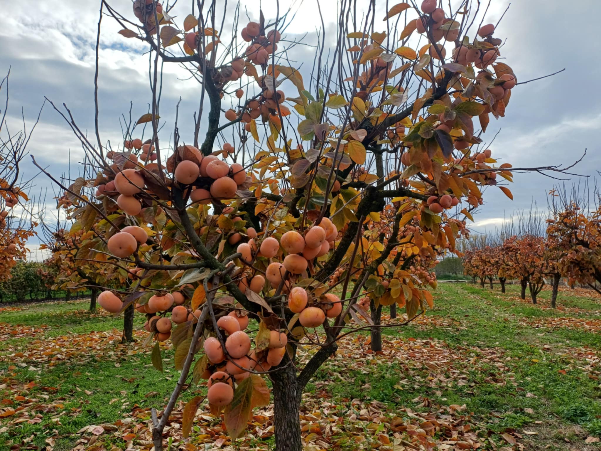 Μηλολωτός Αργυροπουλίου: Το μυθικό φρούτο της Θεσσαλίας (ΦΩΤΟ)