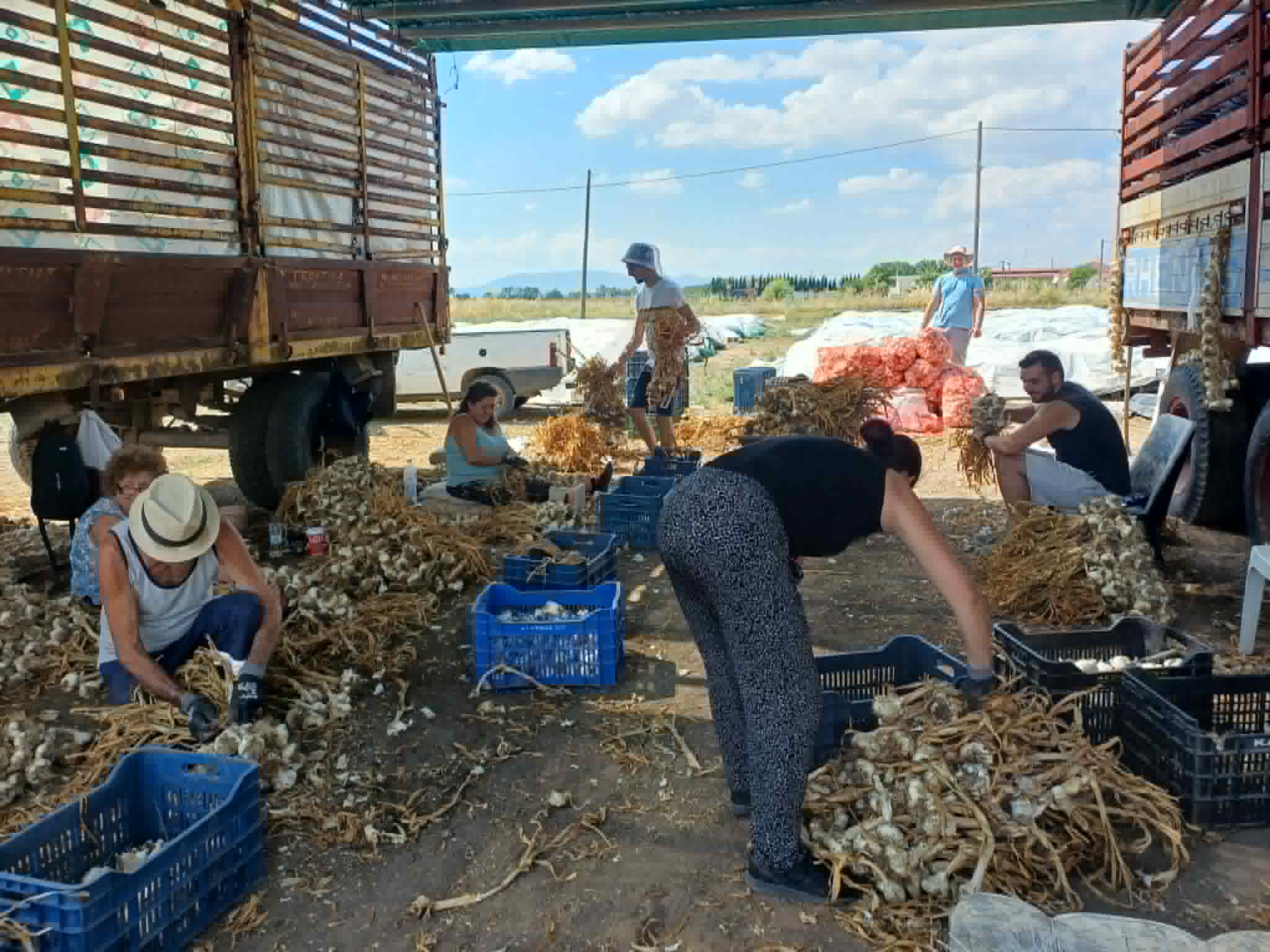 Μύρισε σκόρδο από τον Πλατύκαμπο μέχρι την... Ιαπωνία (ΦΩΤΟ)