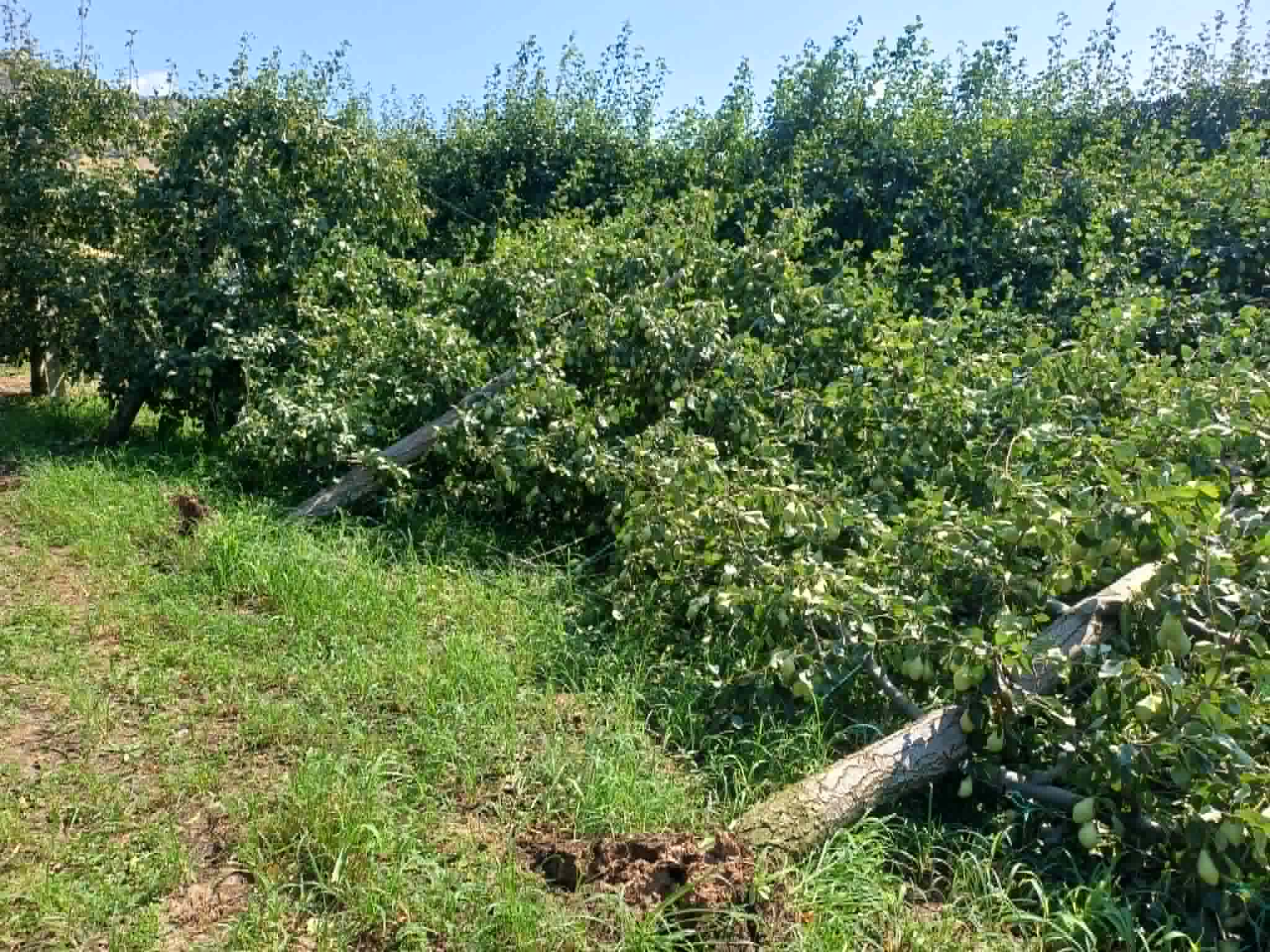 Μεγάλες ζημιές σε καλλιέργειες στο Αργυροπούλι από τον ισχυρό μπουρίνι- έπεσαν παλμέτες με αχλαδιές (ΦΩΤΟ)