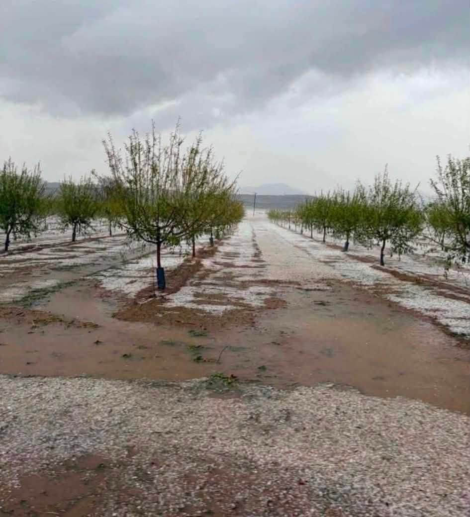 Ευαγγελισμός Ελασσόνας: Eικόνες ολικής καατστροφής από το χαλάζι της Παρασκευής (ΦΩΤΟ)